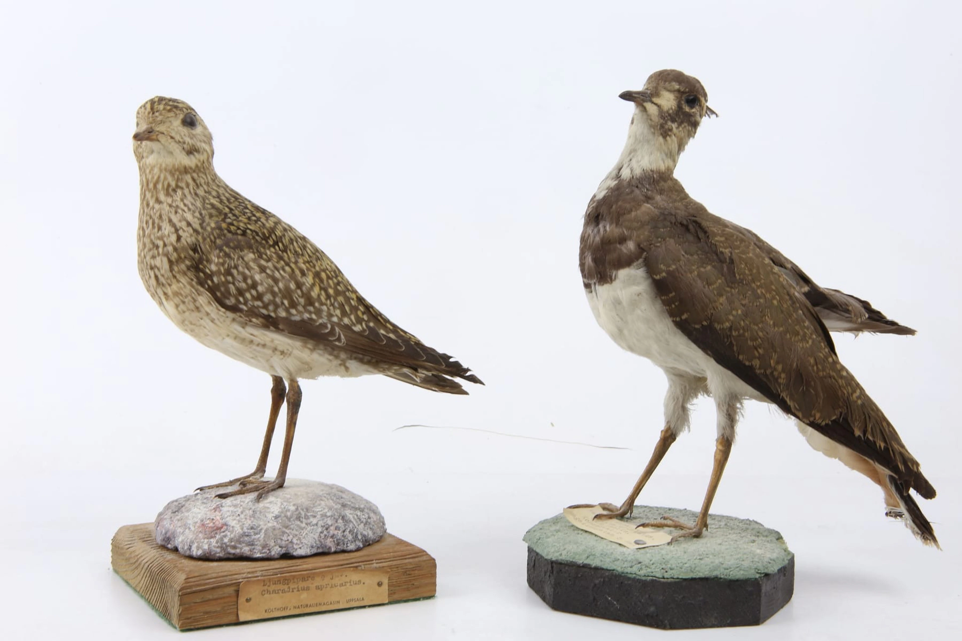 UPPSTOPPADE FÅGLAR, 2 st, ljungpipare, samt vipa, taxidermi