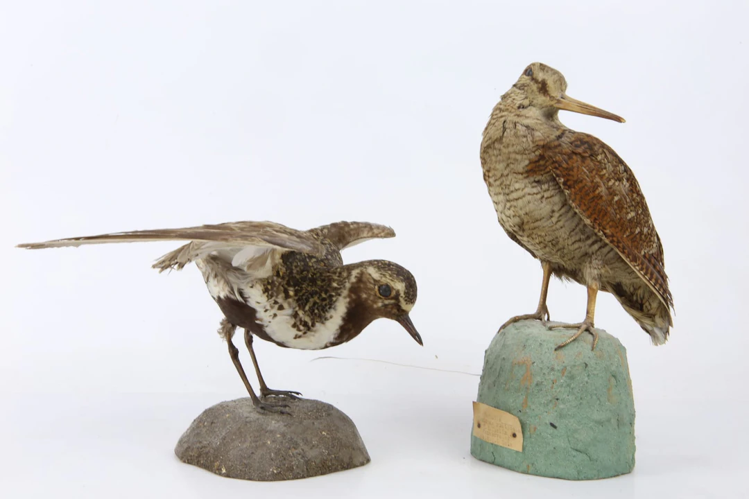 UPPSTOPPADE FÅGLAR, 2 st, roskarl resp. morkulla, taxidermi