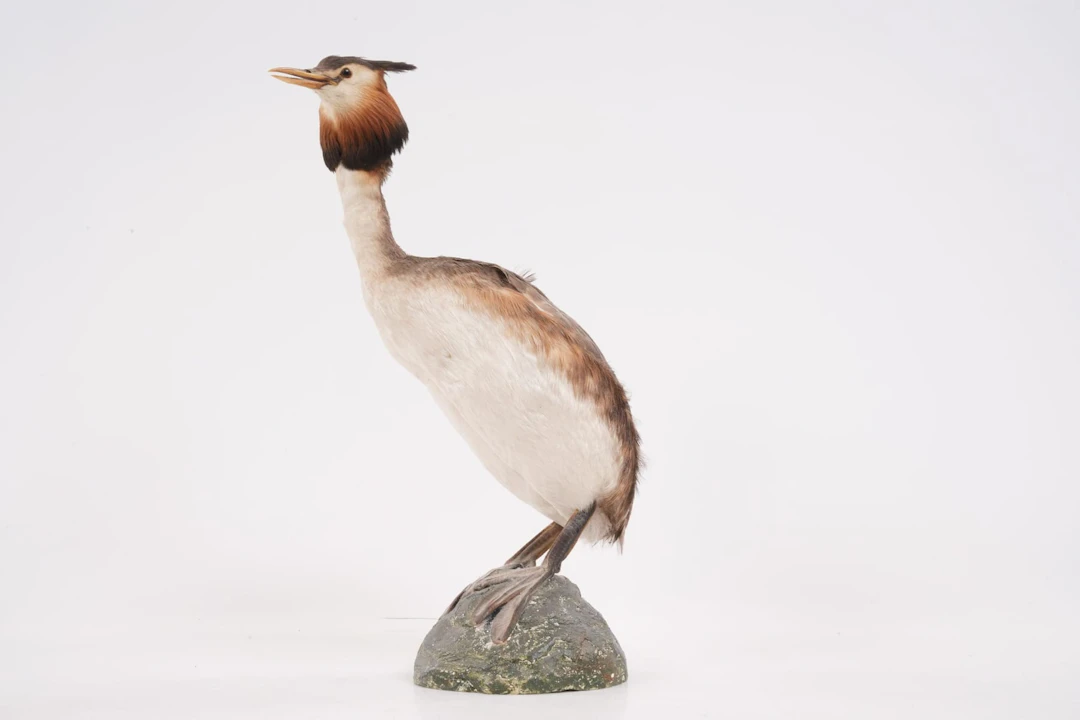 UPPSTOPPAD FÅGEL, skäggdopping, taxidermi