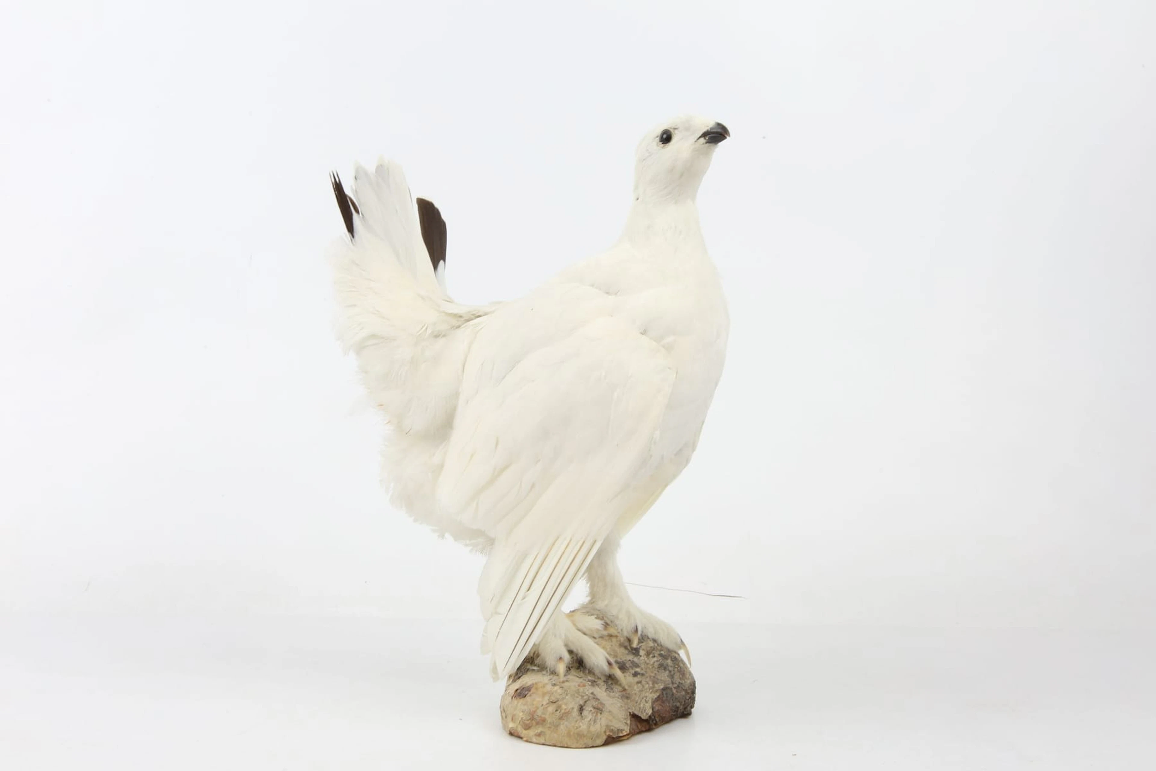 UPPSTOPPAD FÅGEL, snöripa, taxidermi