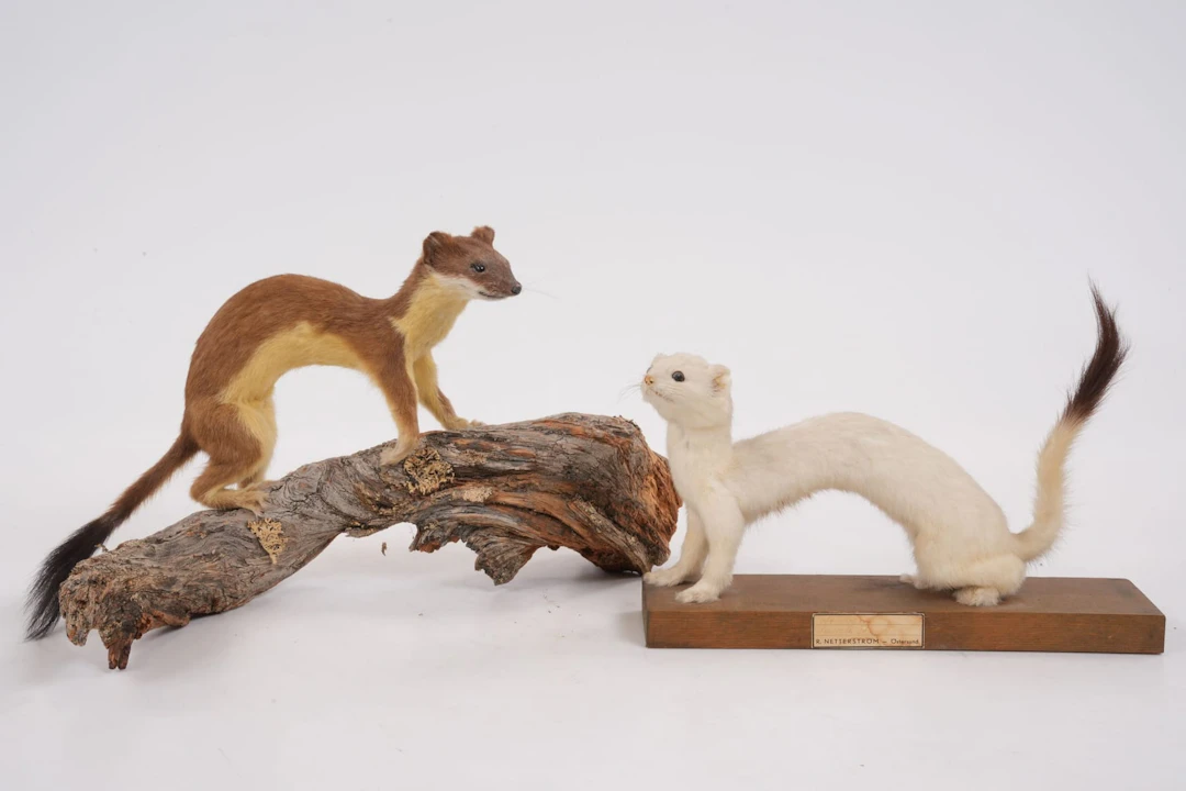 UPPSTOPPADE HERMELINER, 2 st, taxidermi