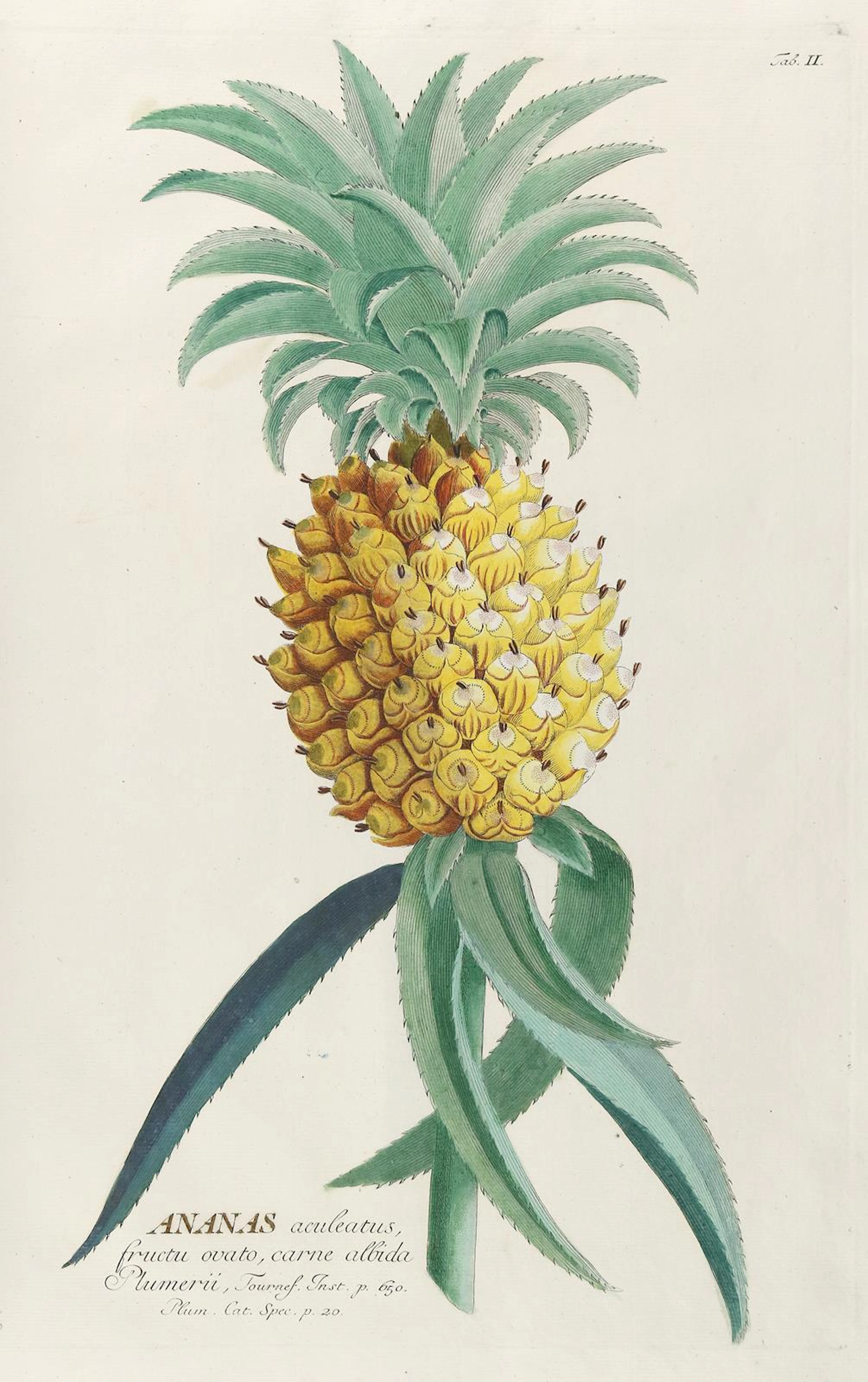 Trew,Ch.J. Uitgezochte planten. [Plantae Selectae]