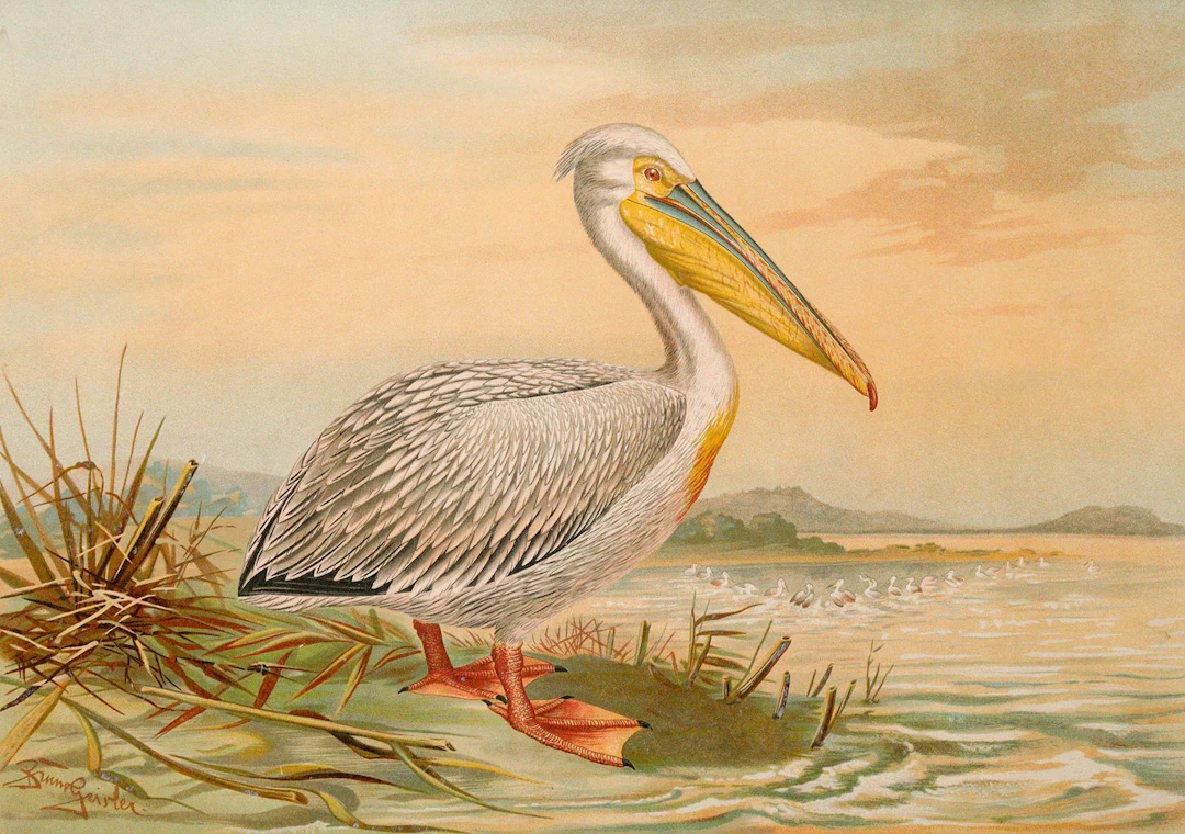 Naumann,J.F. 44 Bl