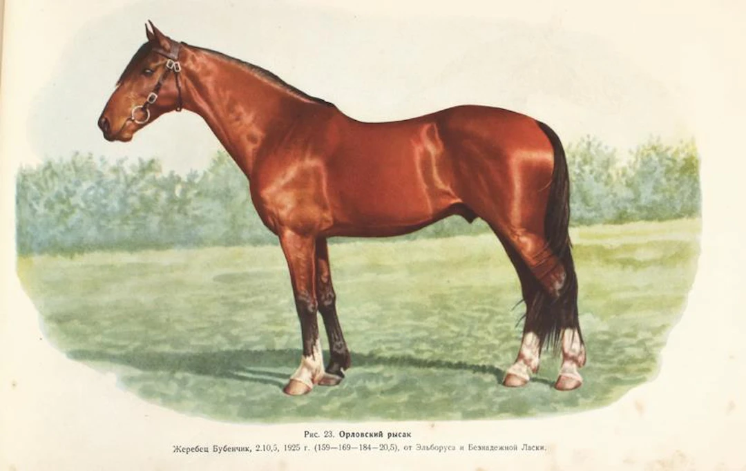 Afanasjew,S.W. u. W.N.Ljachow. Albom Porod Loshadej SSSR (Album der