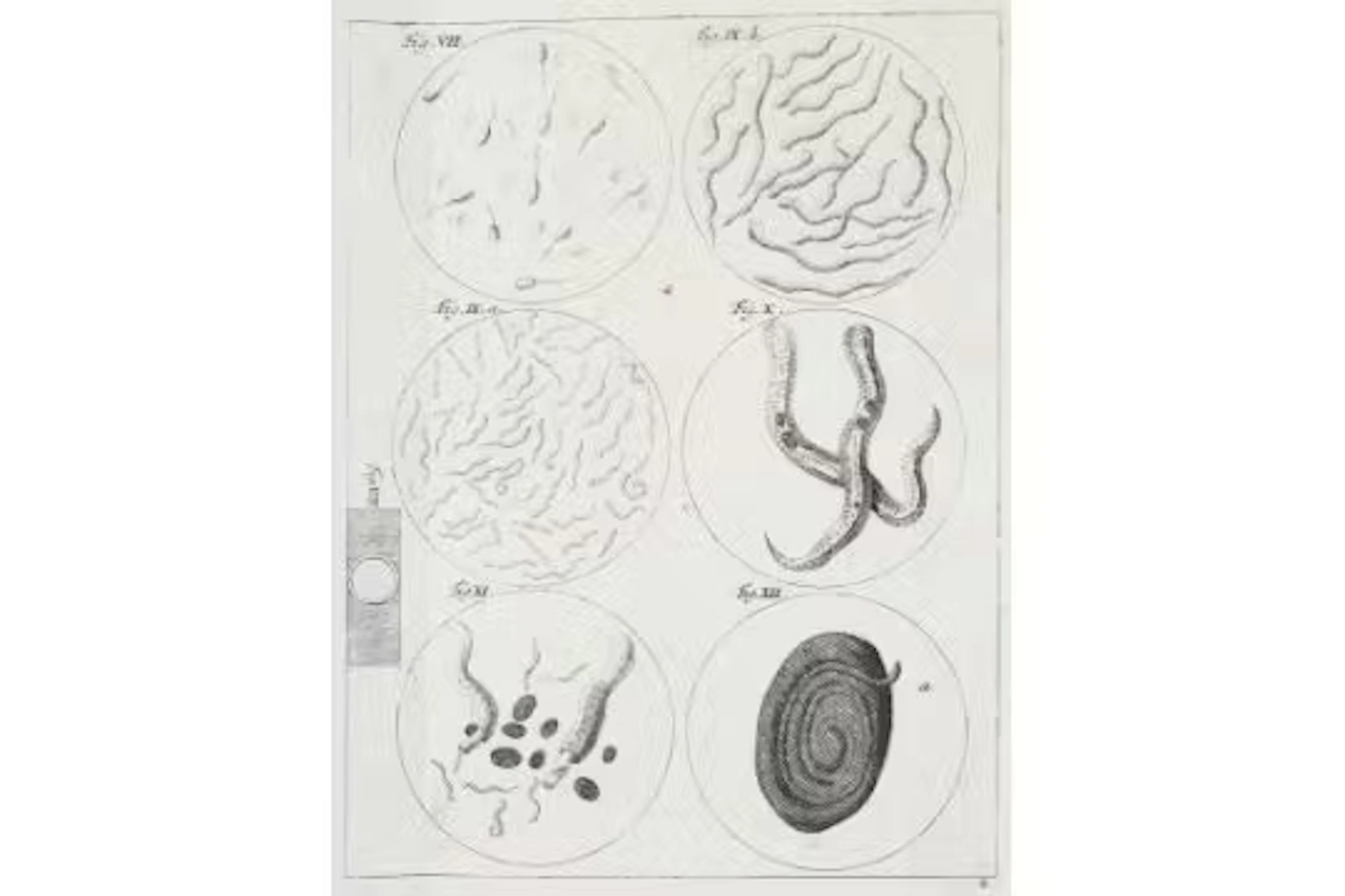 Ledermüller,M.F.