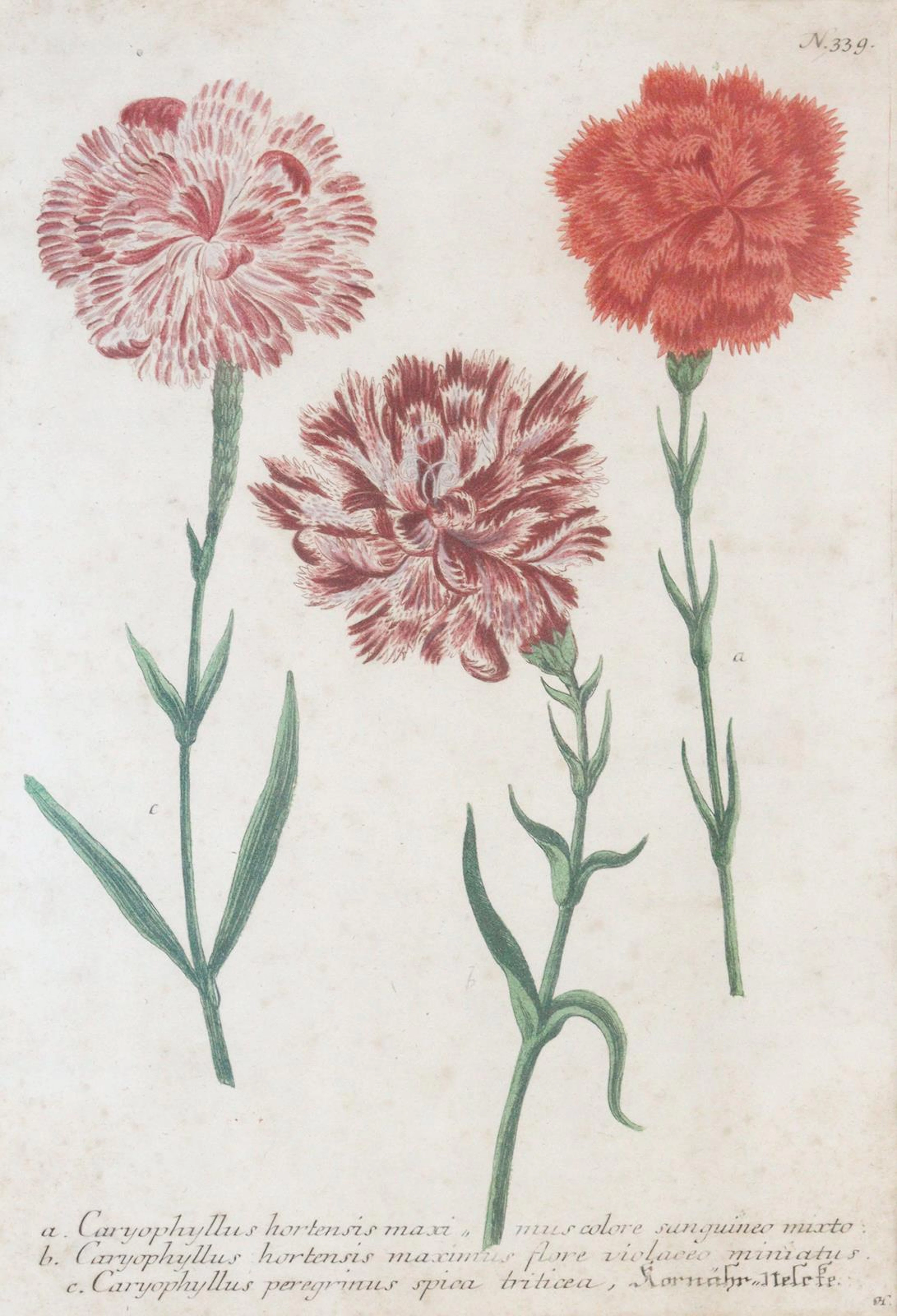 Weinmann, Johann Wilhelm (1683 Gardelegen 1741). Gartennelken u. Bartnelken.