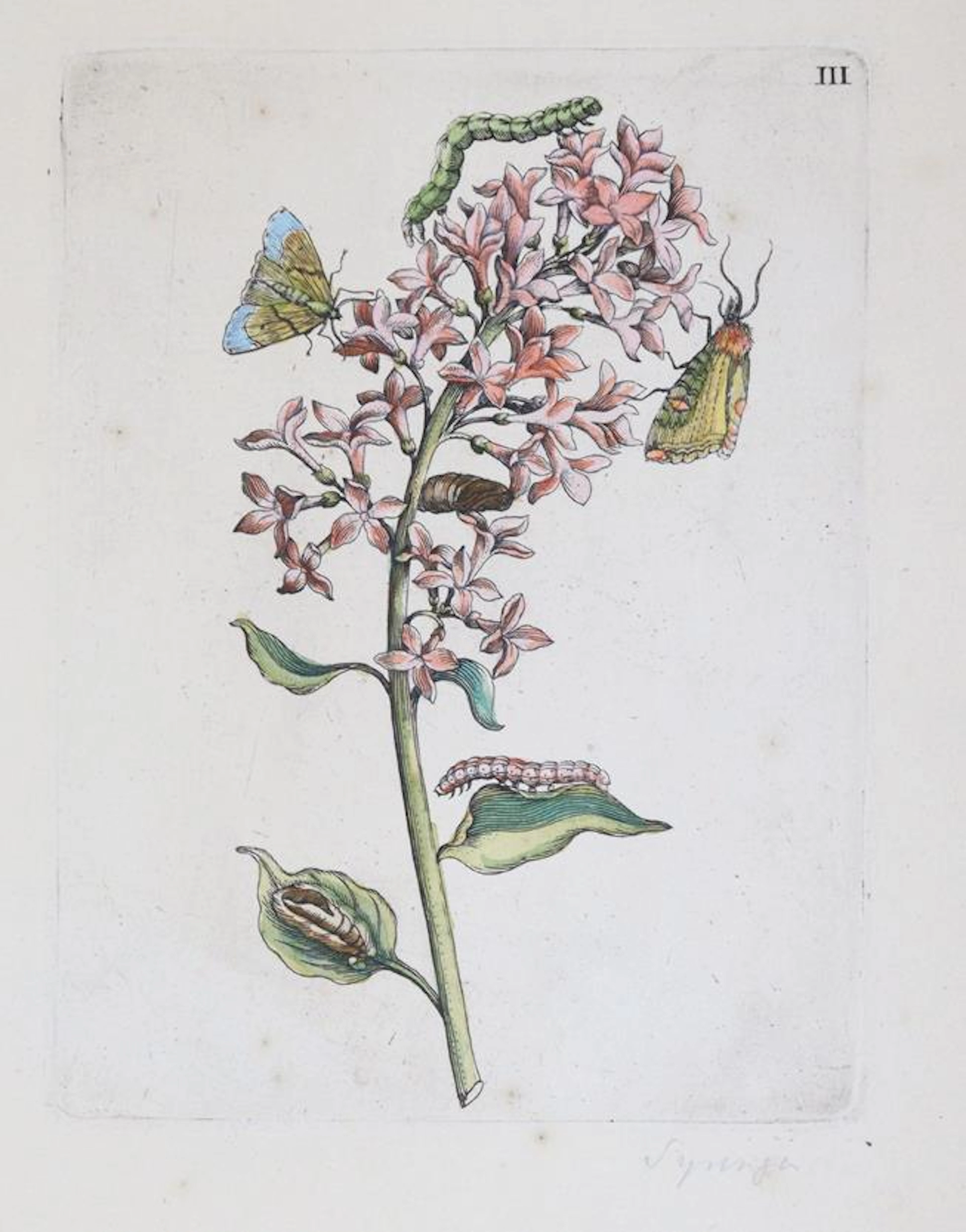 Merian, Maria Sibylla (1647 Frankfurt a.M. - Amsterdam 1717). Flieder