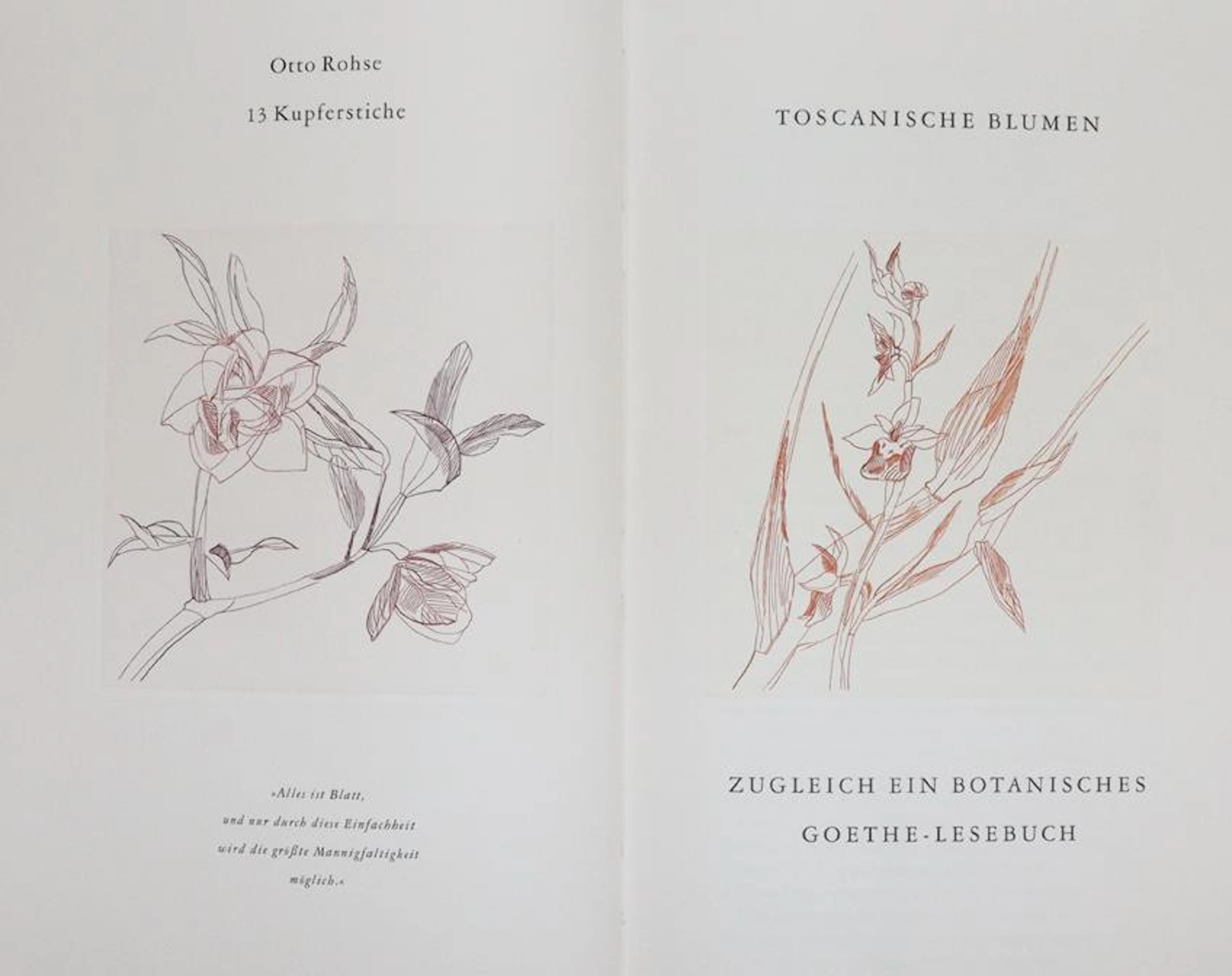 Rohse,O. Toscanische Blumen. Zugleich ein Botanisches Goethe-Lesebuch.