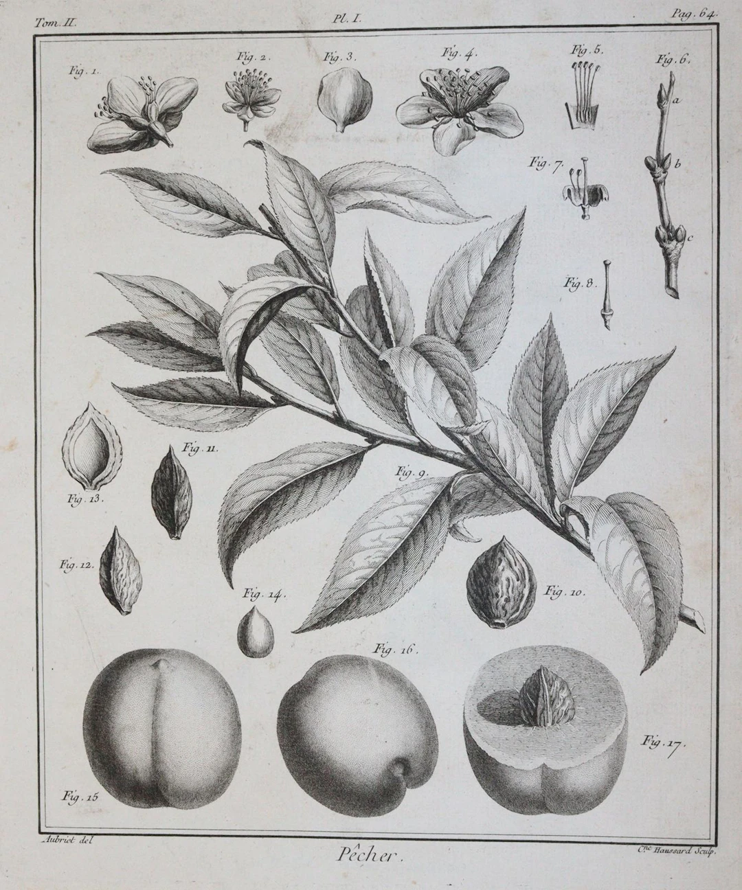 (Duhamel du Monceau,H.L. Traité des arbres fruitiers