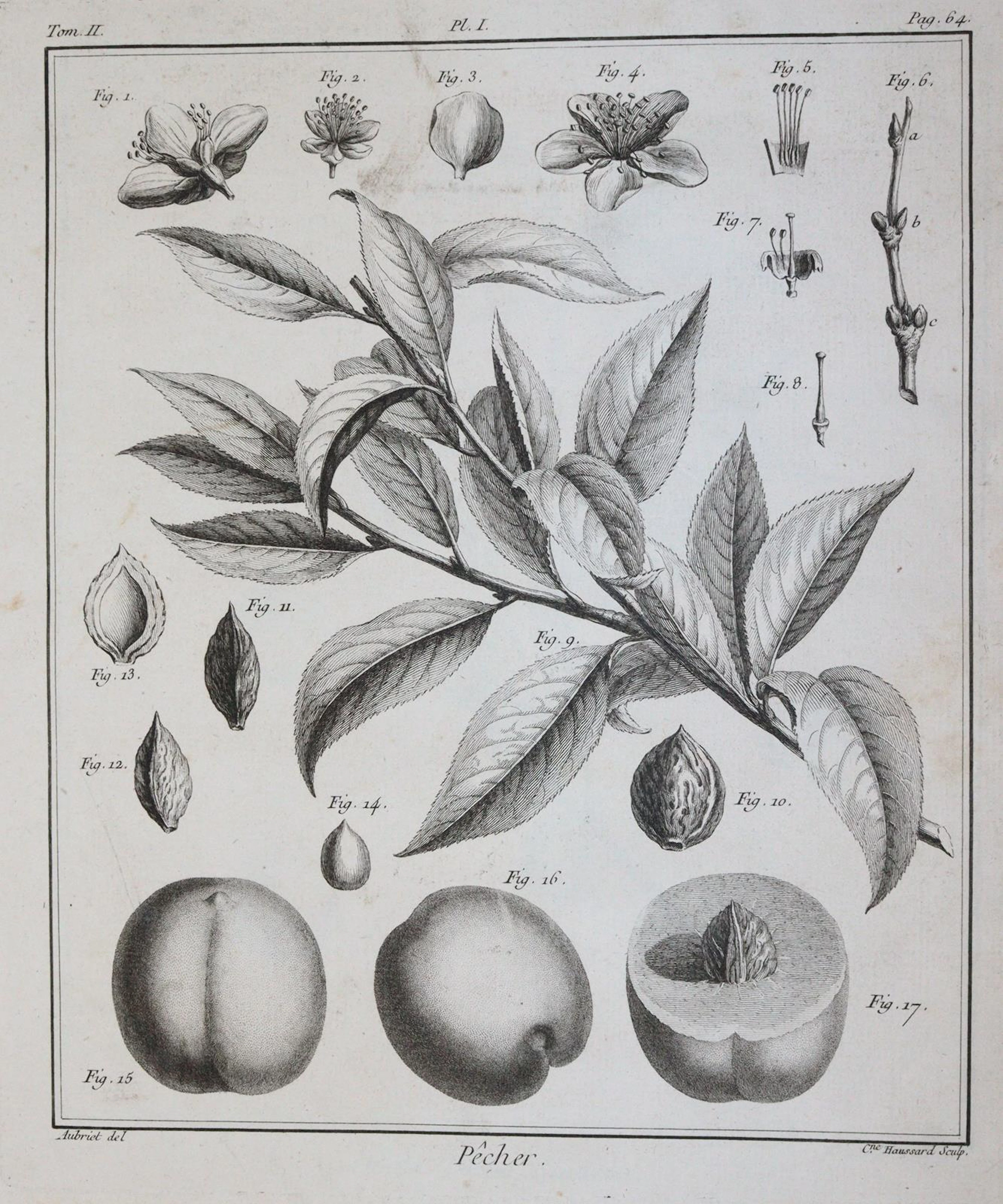 (Duhamel du Monceau,H.L. Traité des arbres fruitiers