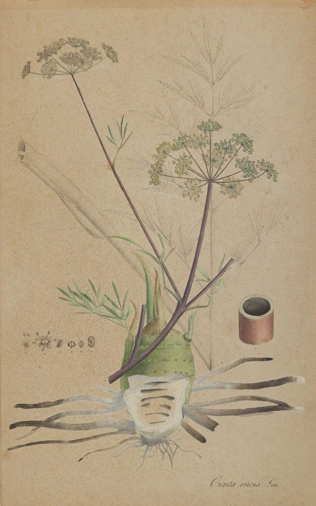 Christrose u. Wasserschierling. Helleborus niger. - Cicuta virosa