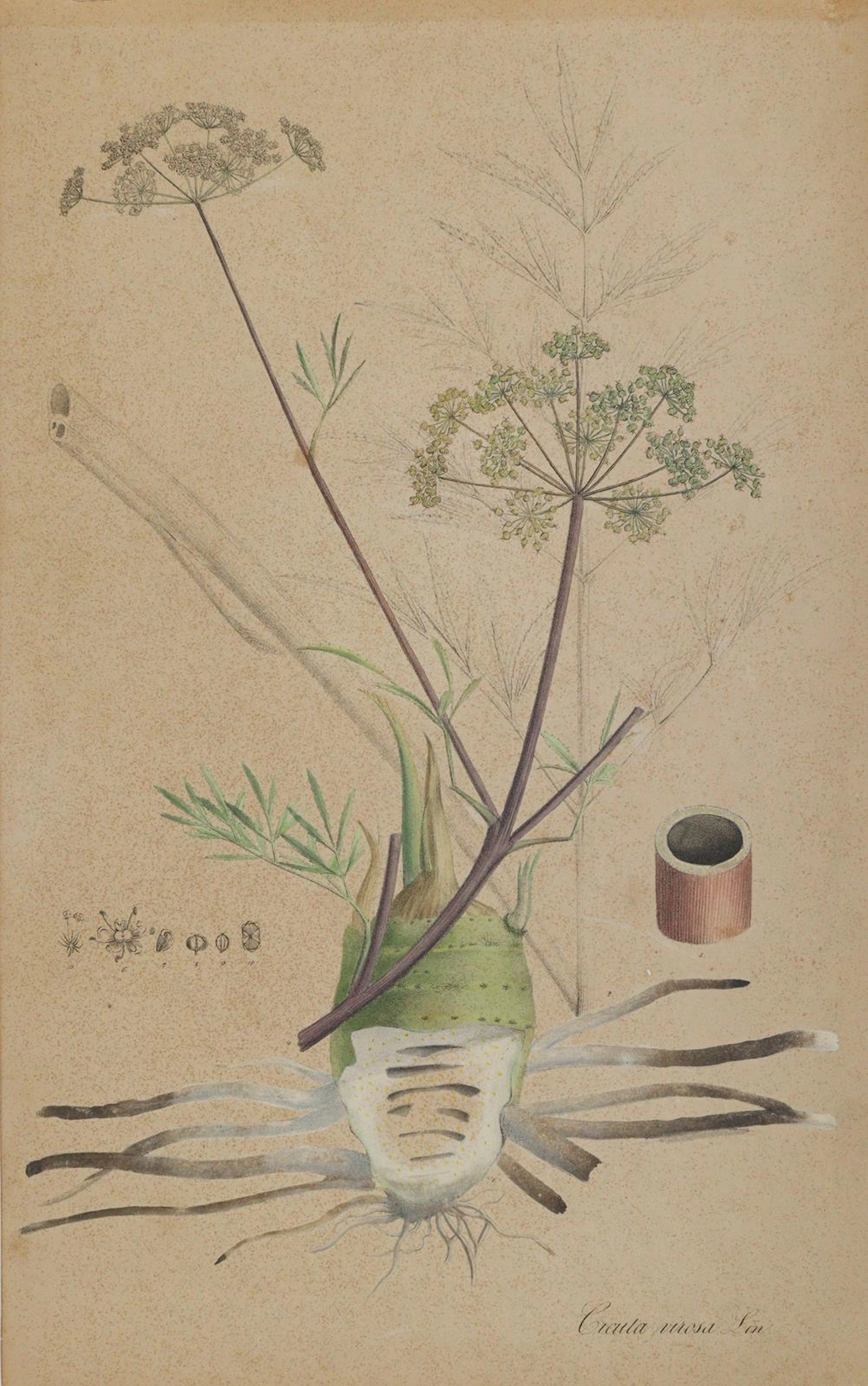 Christrose u. Wasserschierling. Helleborus niger. - Cicuta virosa