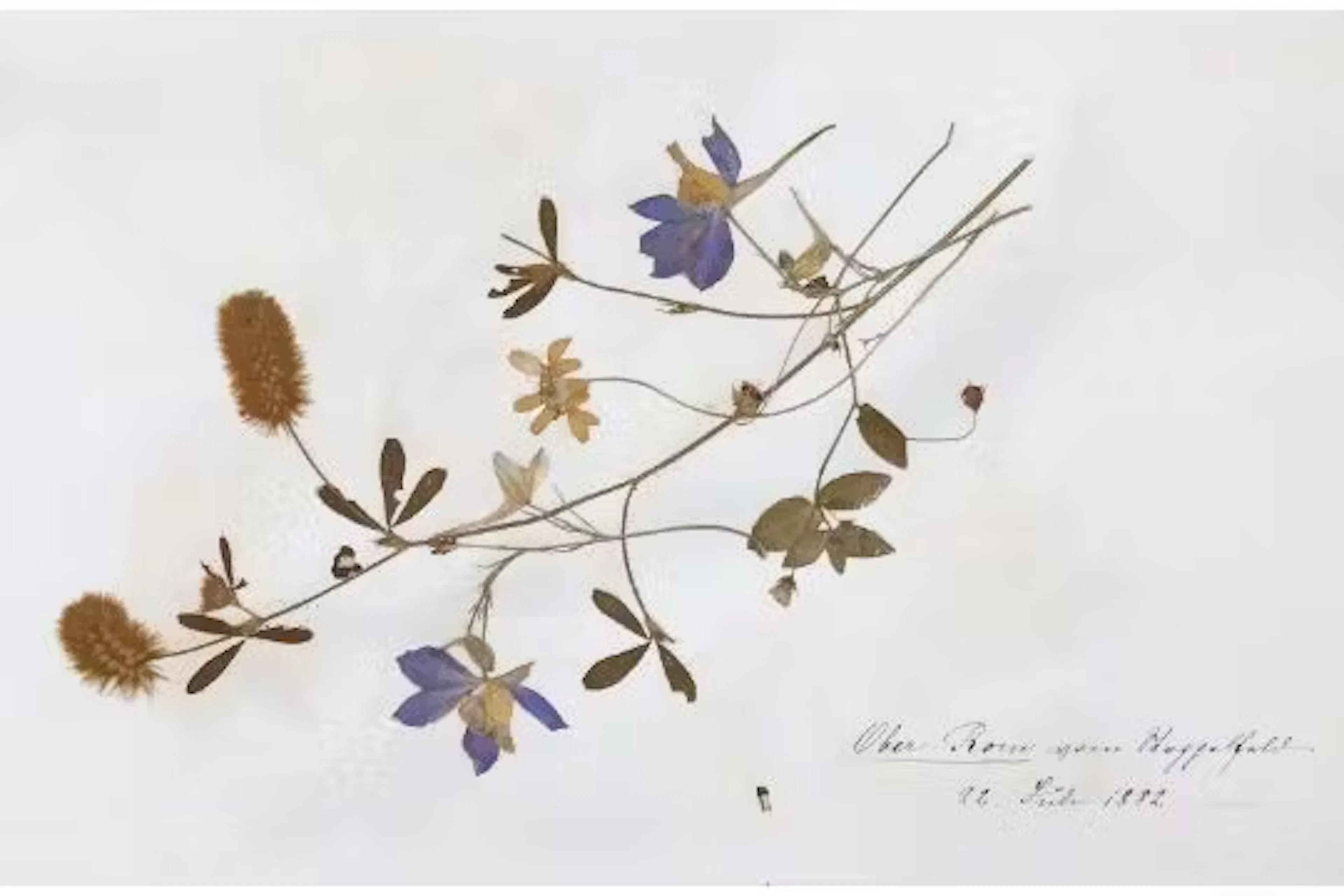 Herbarium.