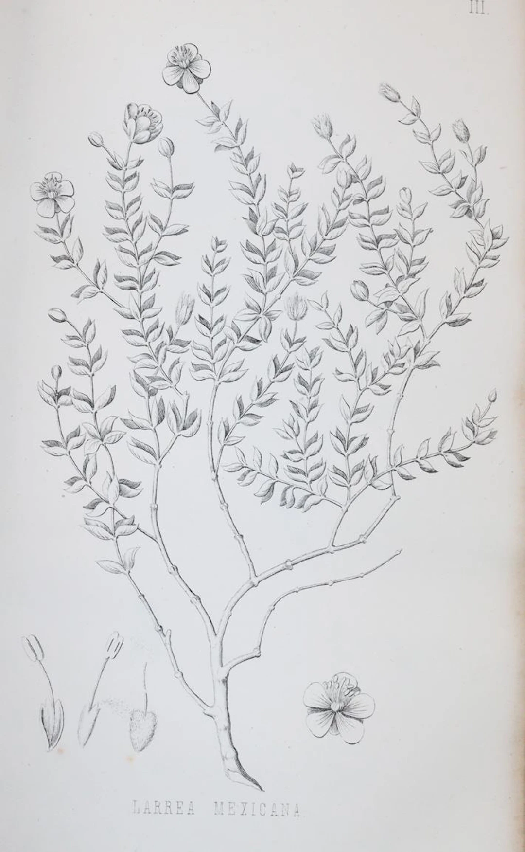 Emory,W.H. Notes of a Military Reconnoissance from Fort Leavenworth