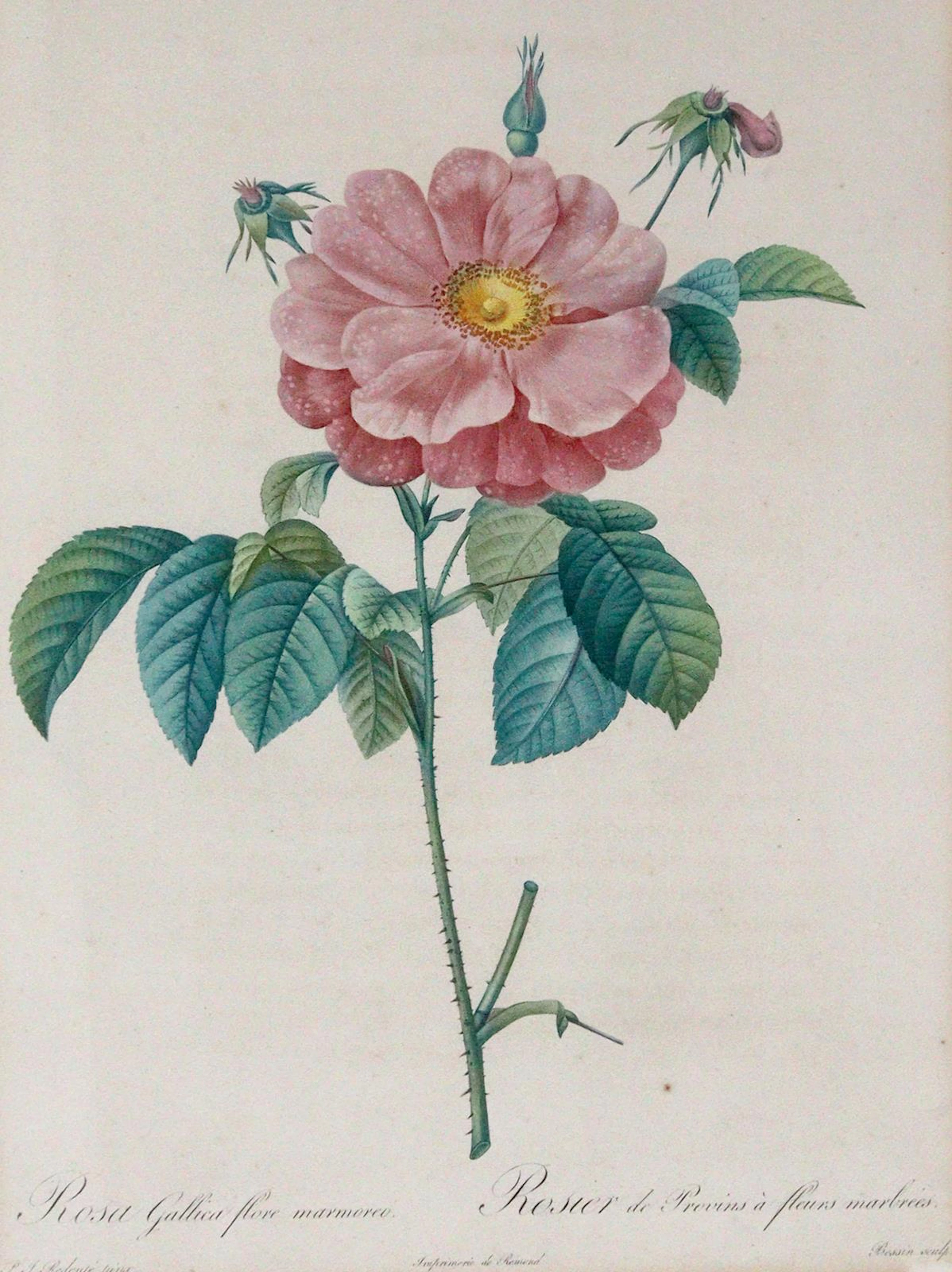 Redouté, Pierre-Joseph (1759 Saint-Hubert - Paris 1840). 6 Bll. Rosen