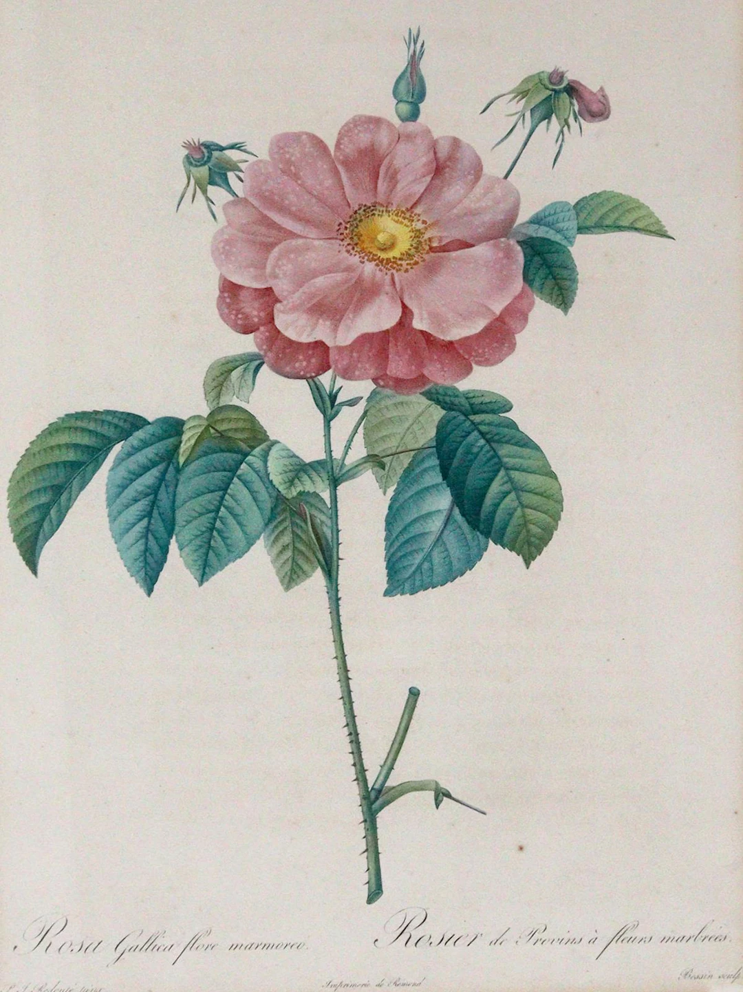 Redouté, Pierre-Joseph (1759 Saint-Hubert - Paris 1840). 6 Bll. Rosen