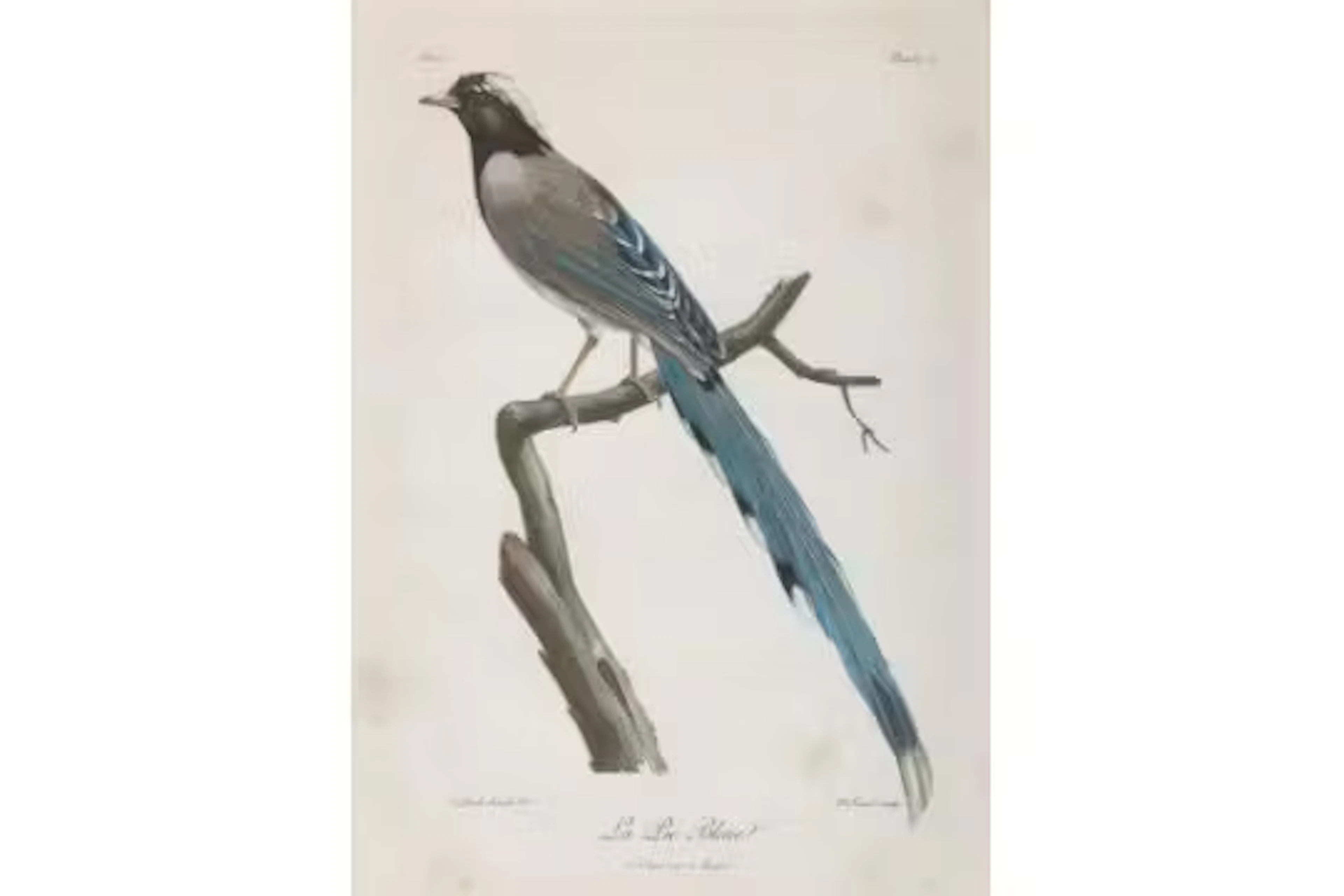 Vögel.