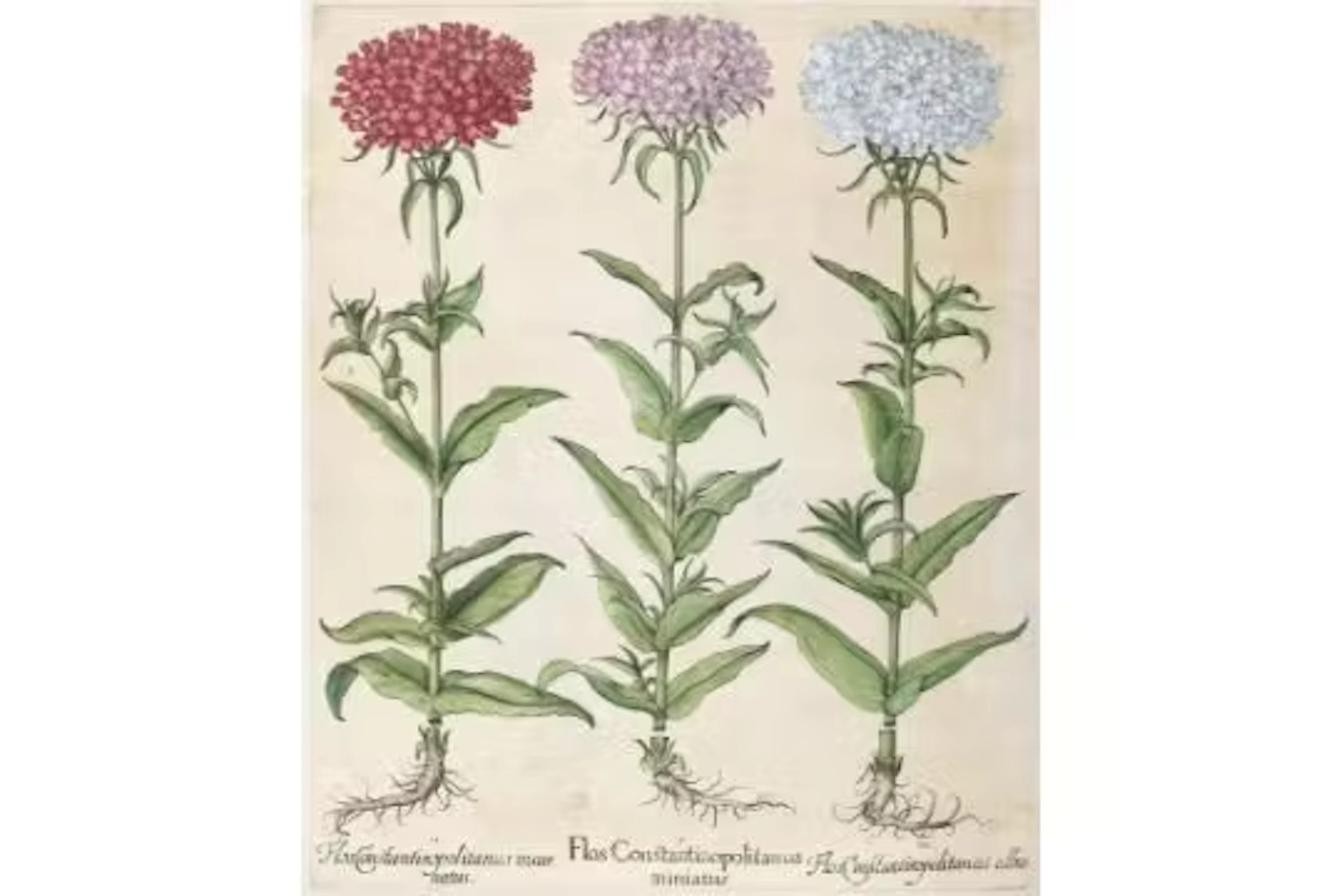 Besler, B.
