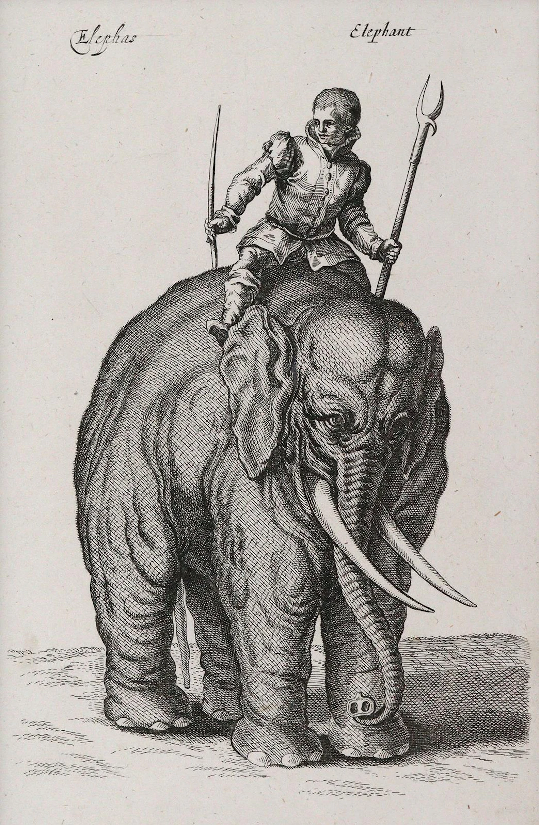 Merian, Matthäus (1593 Basel - Langenschwalbach 1650). Elefanten.