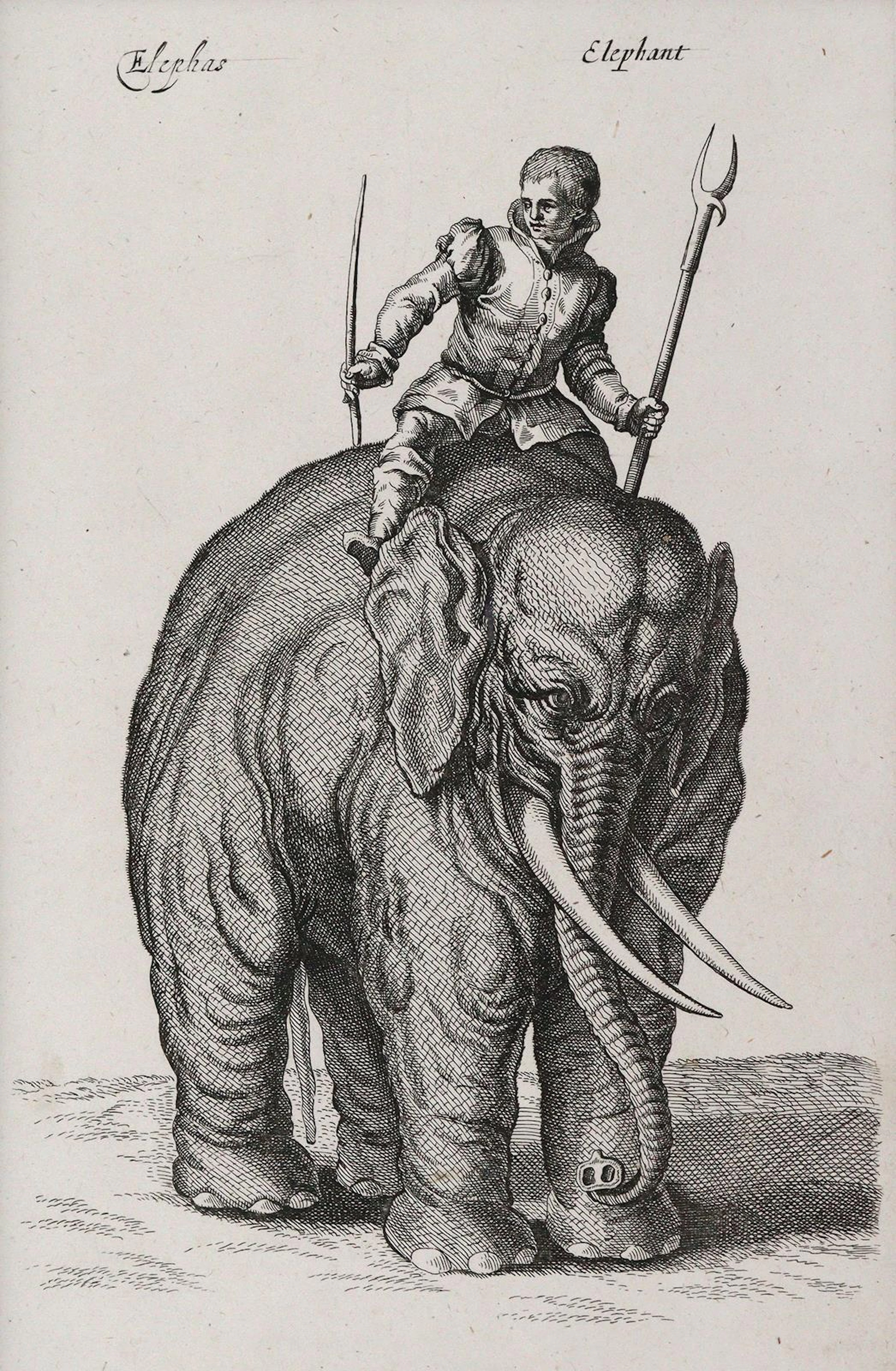 Merian, Matthäus (1593 Basel - Langenschwalbach 1650). Elefanten.