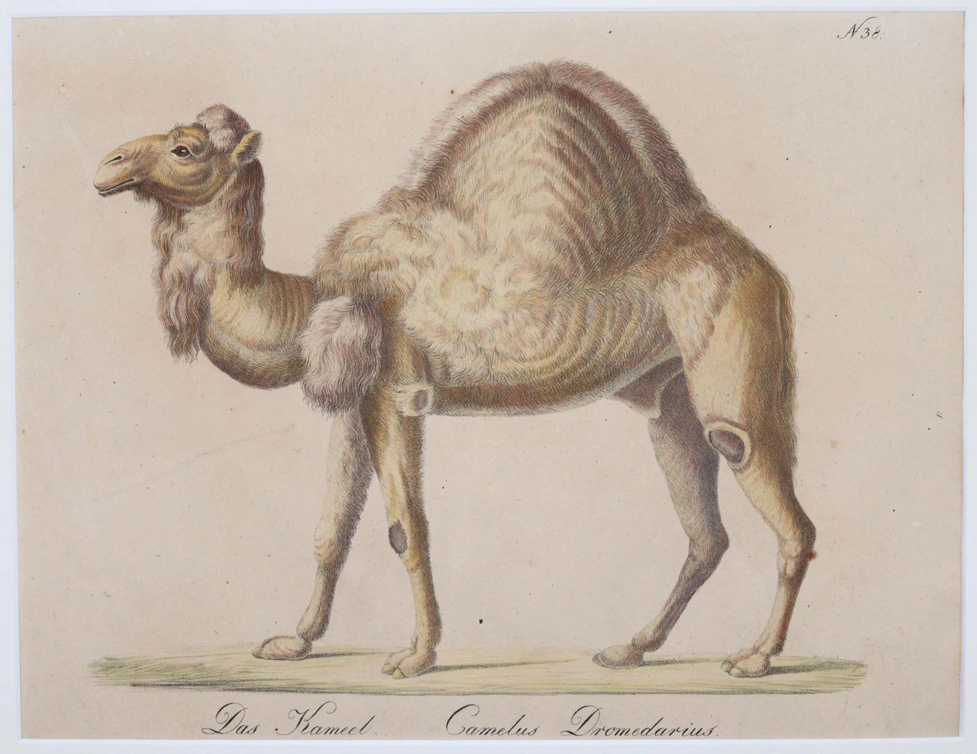 Brodtmann, Karl Joseph (1787 Überlingen - Basel 1862). Ein Arabisches