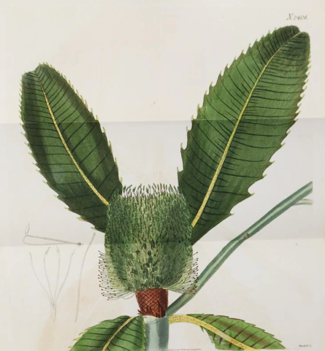 Sammlung von 63 Bl. kolor. Kupferst.