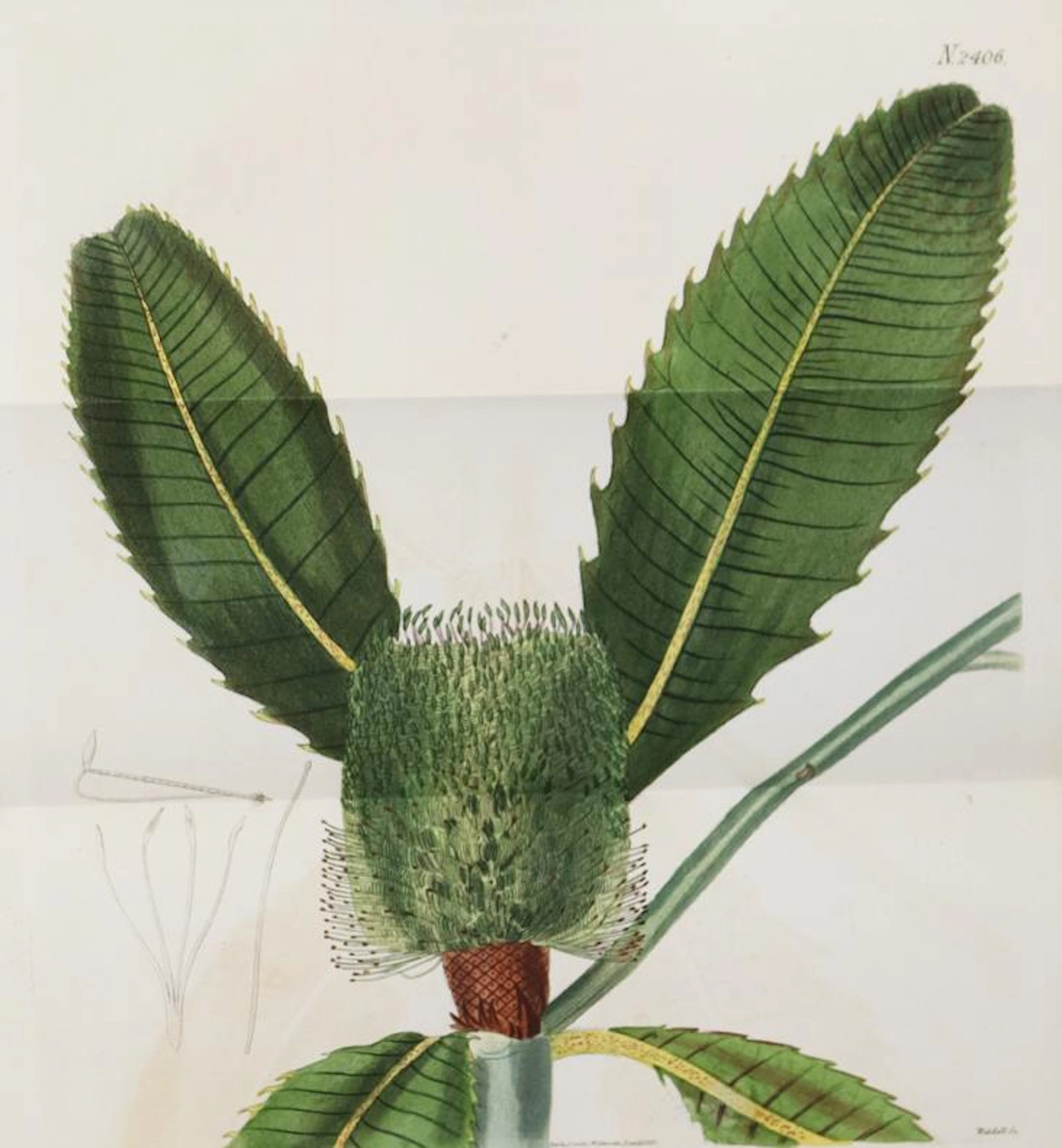 Sammlung von 63 Bl. kolor. Kupferst.