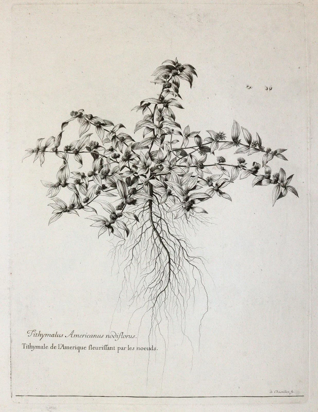 Robert, Nicolas (1614 - 1685) u.a. 12 botanische Darstellungen des