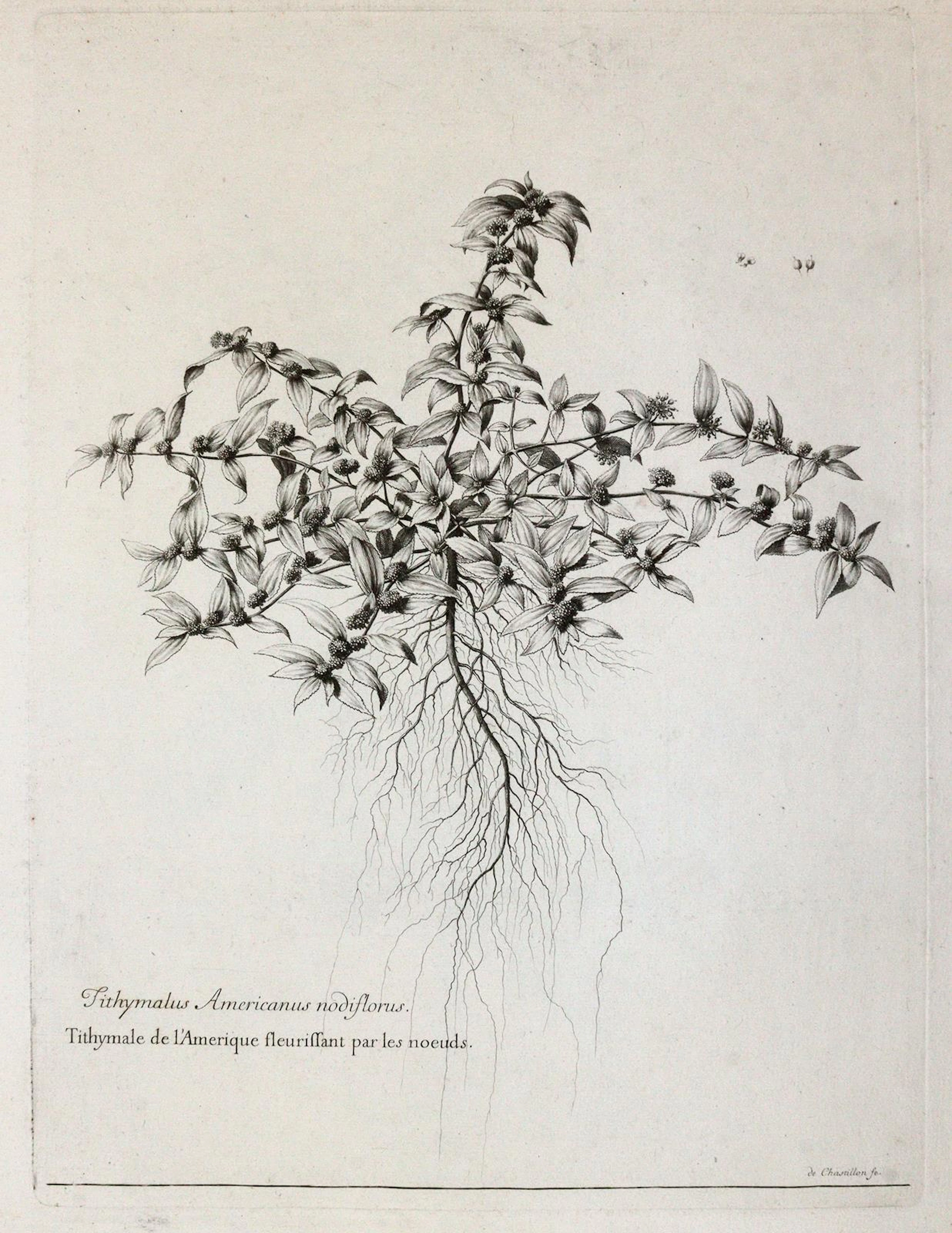 Robert, Nicolas (1614 - 1685) u.a. 12 botanische Darstellungen des