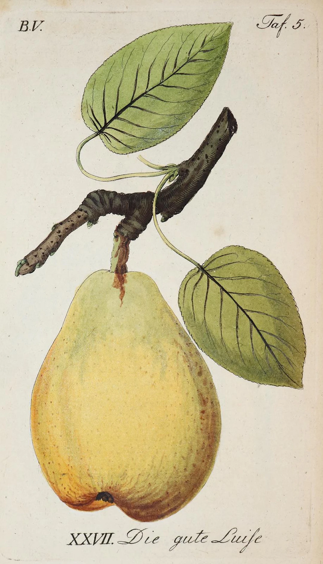 Sickler,J.V. Der teutsche Obstgärtner. Bd. 5. Weimar 1796. Mit 16