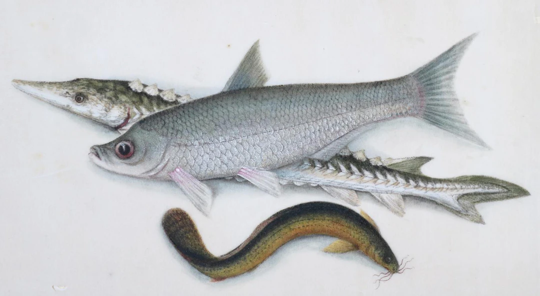 Fische. Aquarell auf Reispapier. Drei Fischdarstellungen auf einem