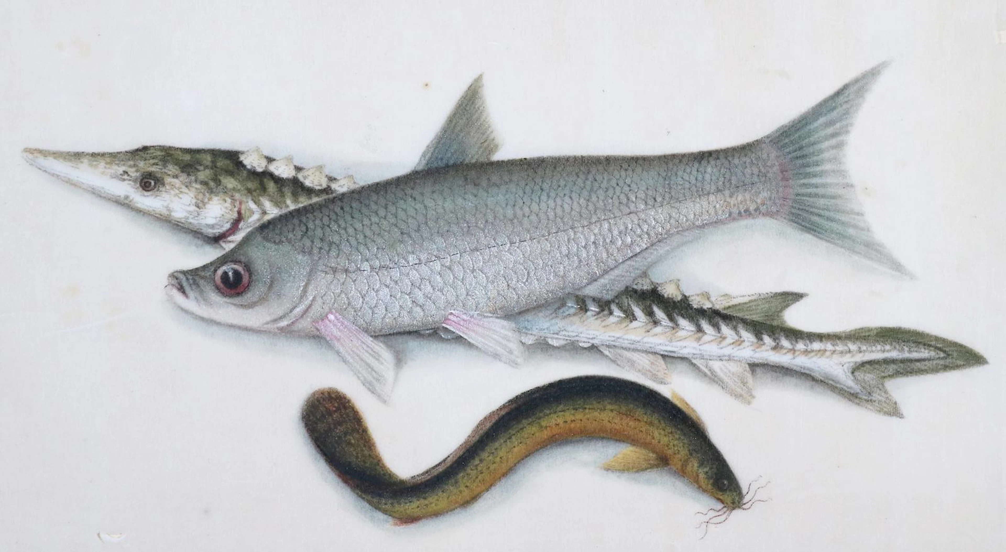 Fische. Aquarell auf Reispapier. Drei Fischdarstellungen auf einem