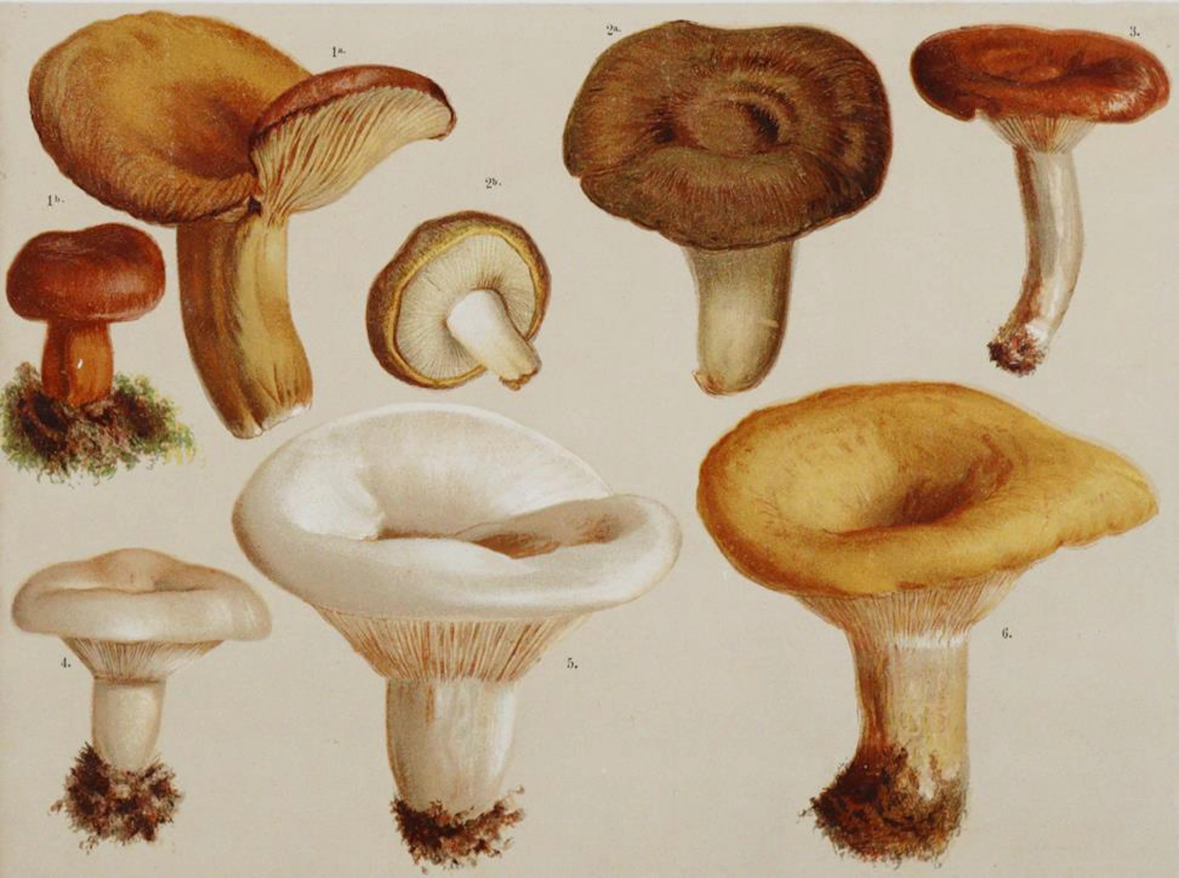 Lorinser,F.W. Die wichtigsten essbaren
