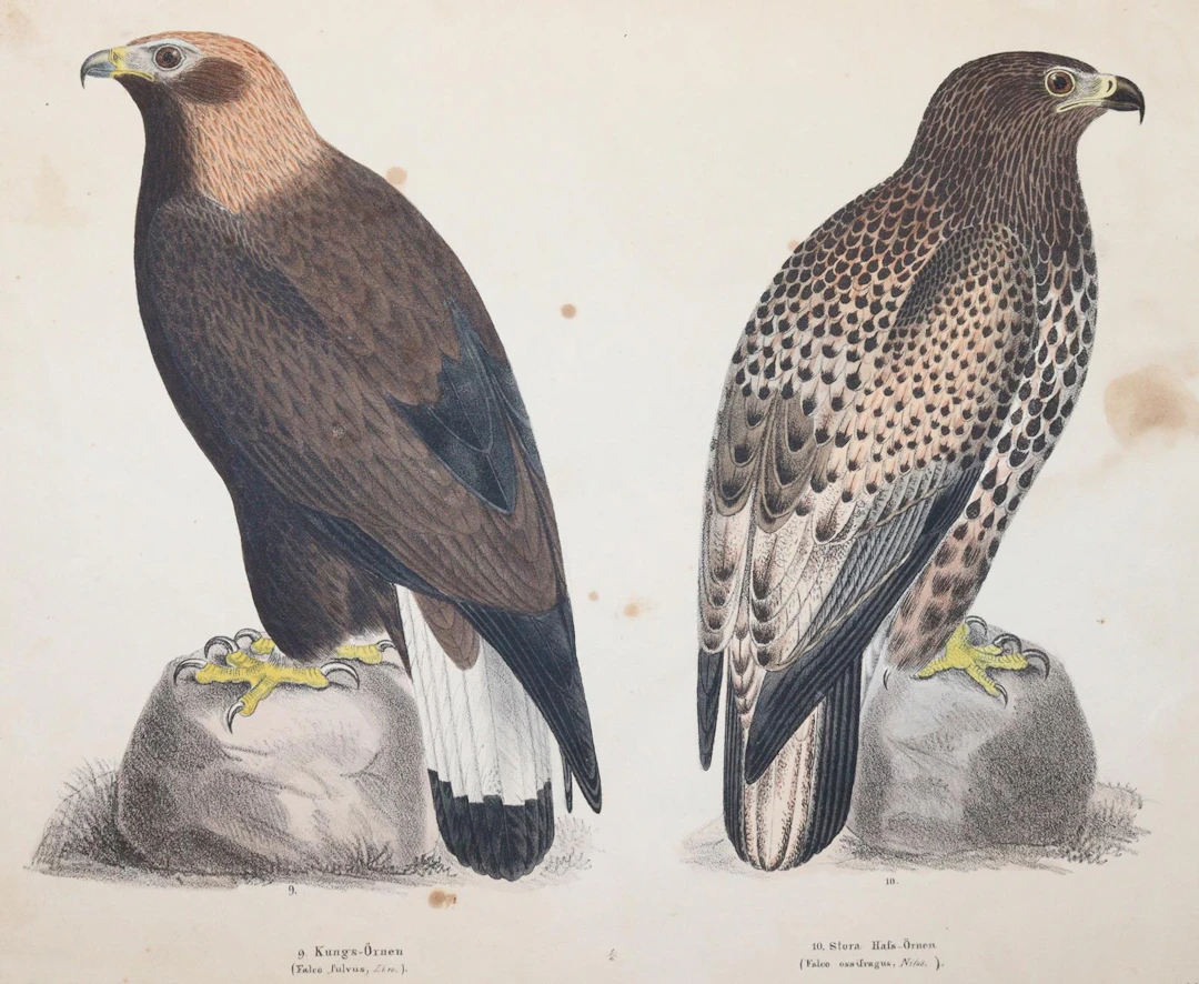 (Körner,M. Skandinaviska foglar tecknade efter naturen