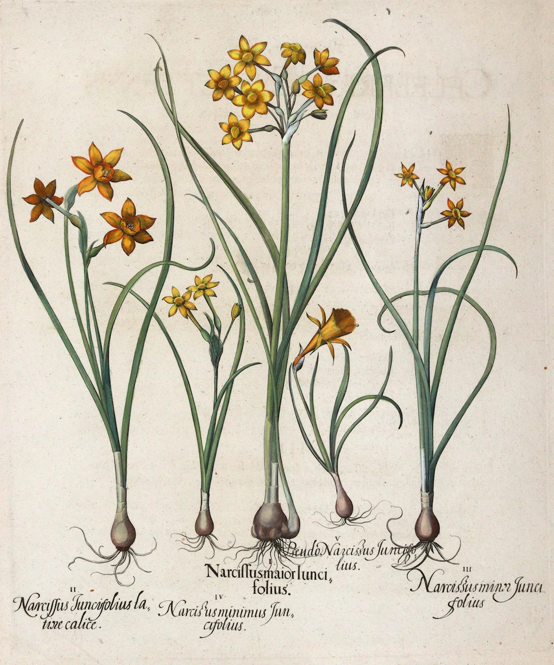 Besler, Basilius (1561 Nürnberg 1629). Narzissen. Kolor. Kupferstich