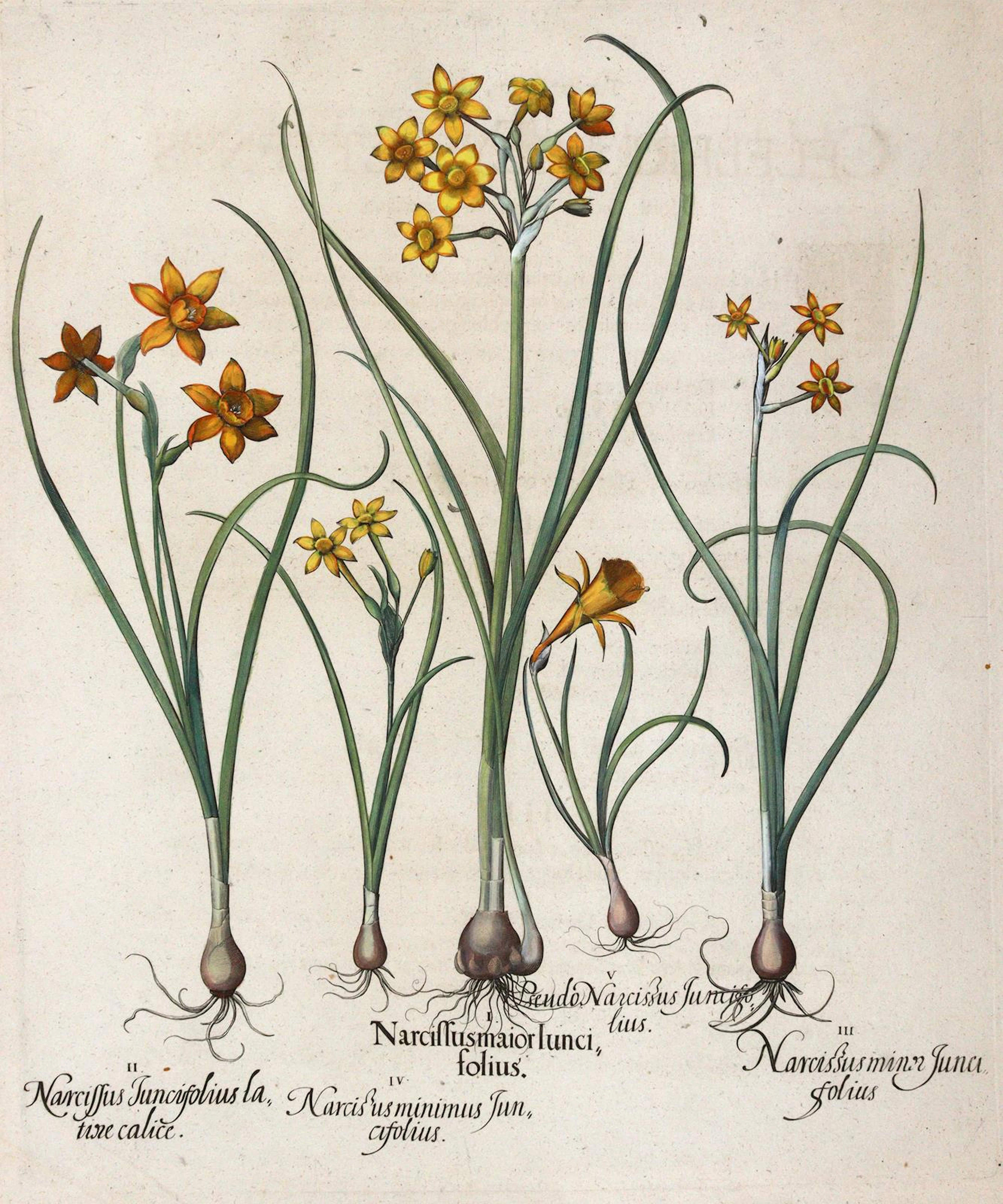 Besler, Basilius (1561 Nürnberg 1629). Narzissen. Kolor. Kupferstich