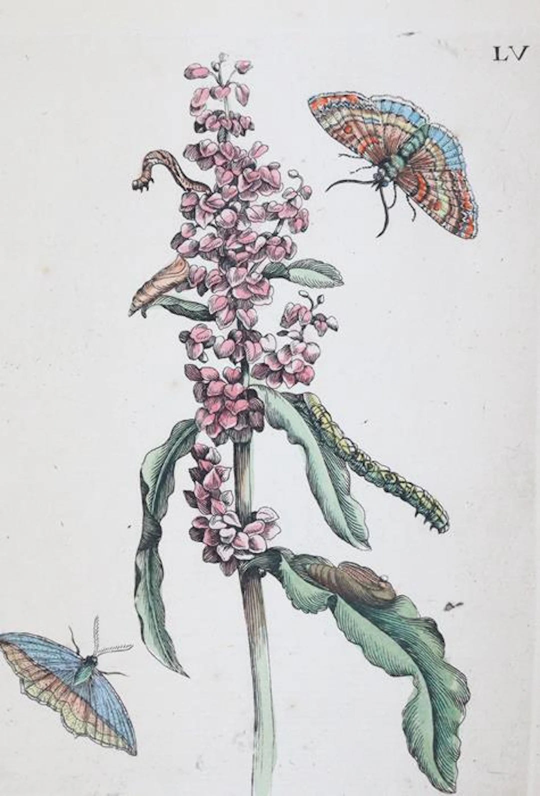 Merian, Maria Sibylla (1647 Frankfurt a.M. - Amsterdam 1717). Grindwurz