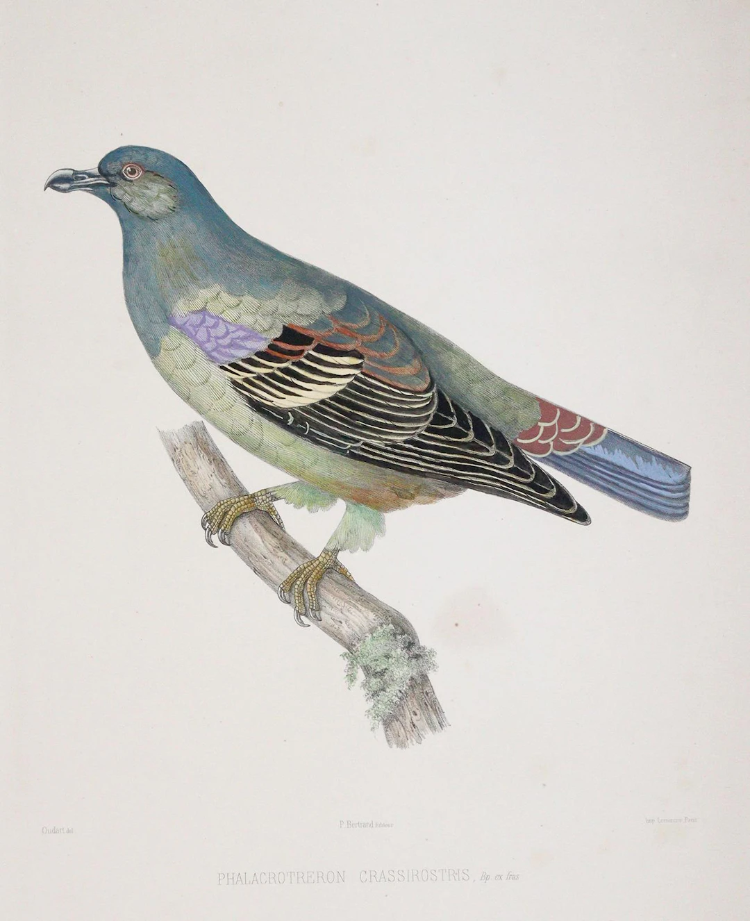 Bonaparte,C.-L. Iconographie des Pigeons. Paris