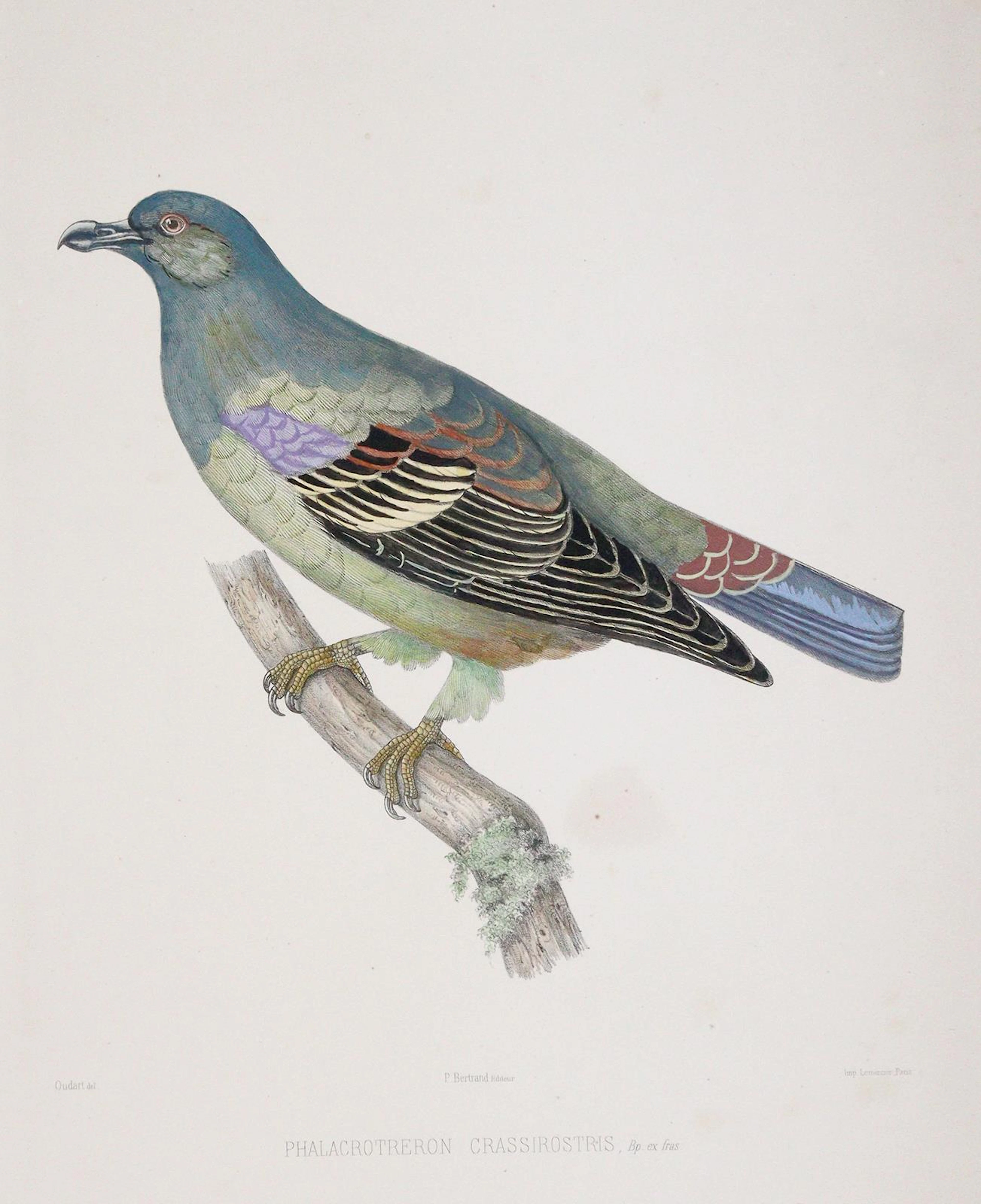 Bonaparte,C.-L. Iconographie des Pigeons. Paris