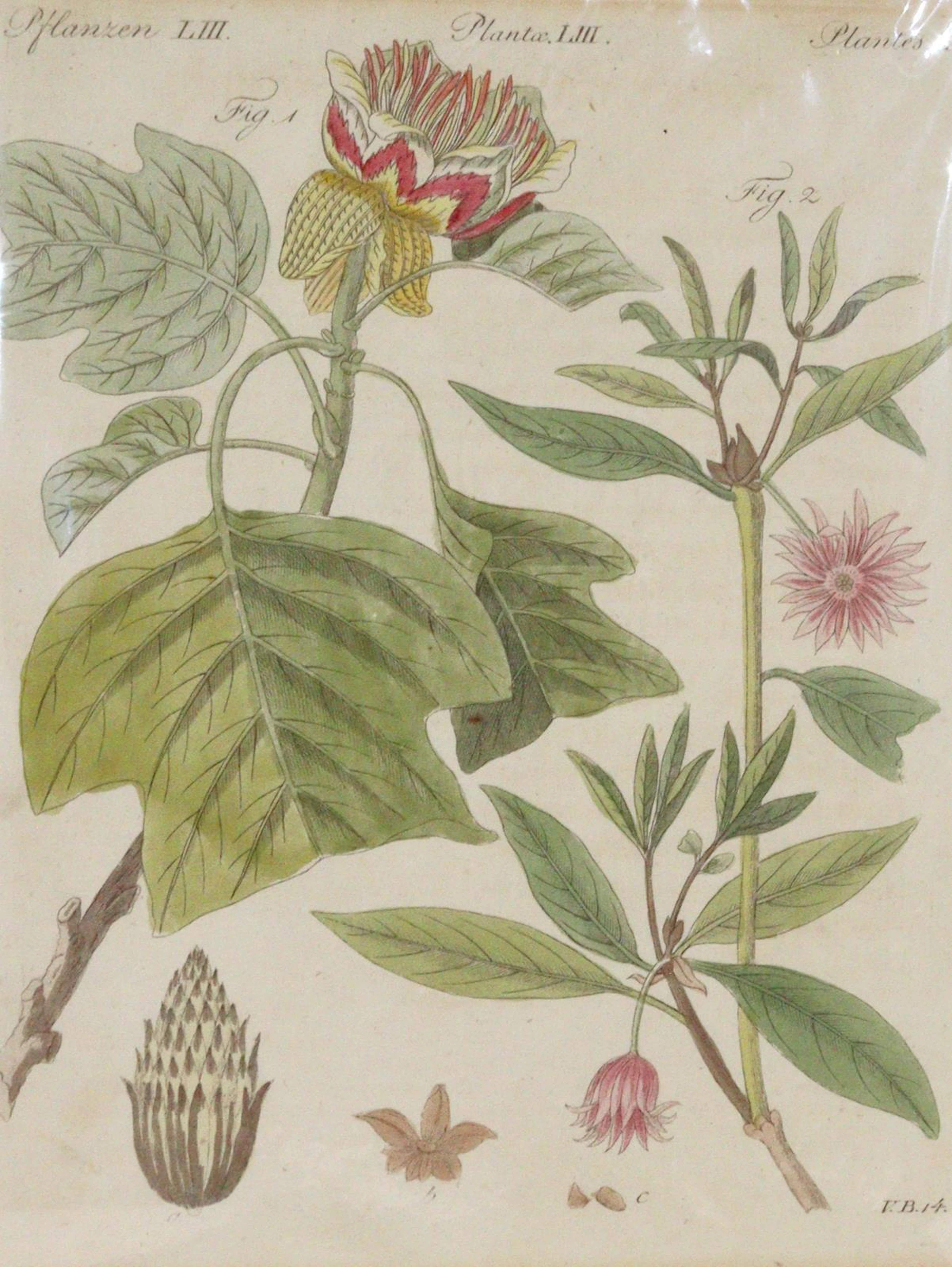 Bertuch, Johann F. J. (1747 Weimar 1822). 5 kolor. Kupferstiche verschiedener