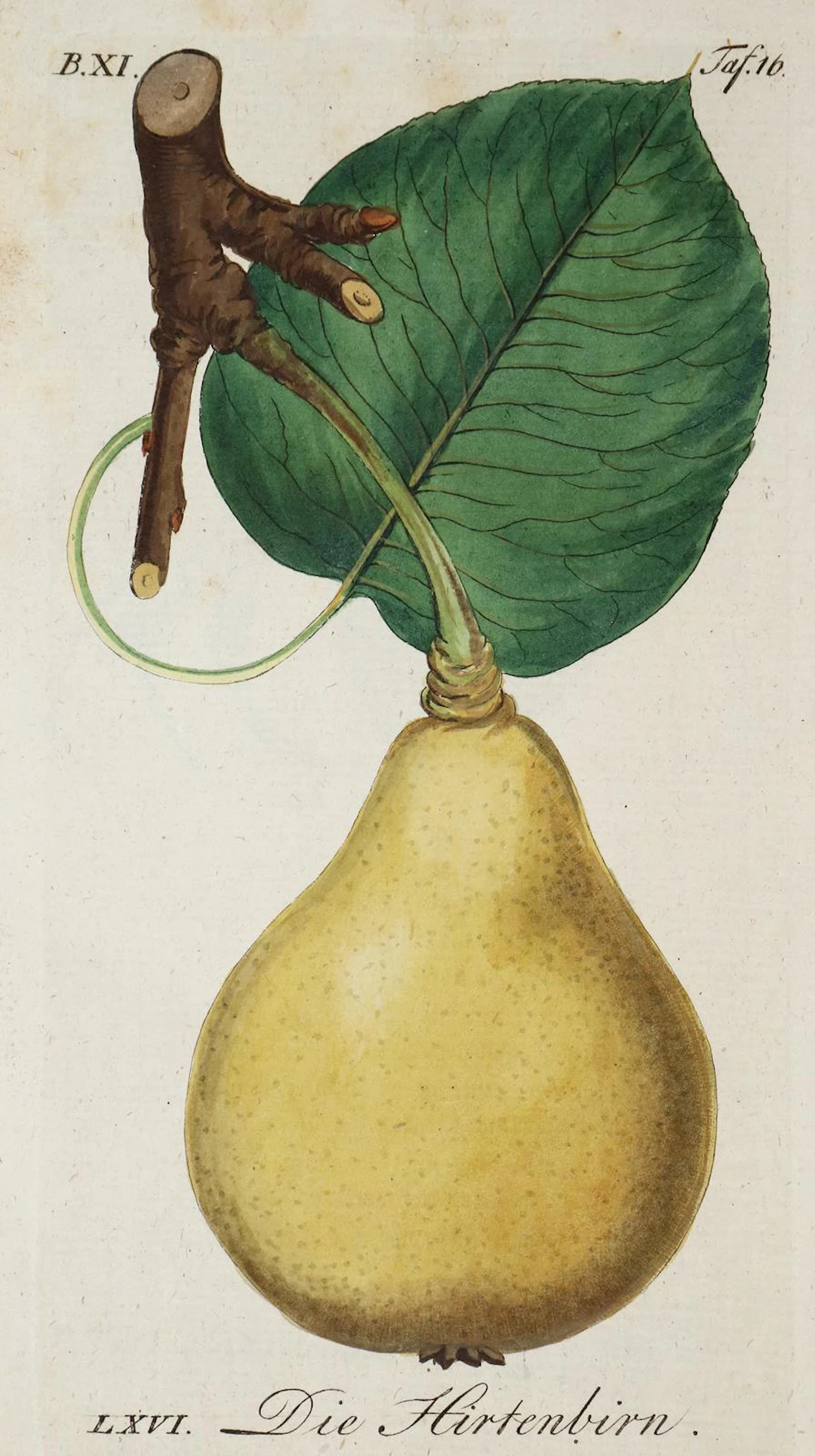 Sickler,J.V. Der teutsche Obstgärtner. Bd. 11. Weimar 1799. Mit 19
