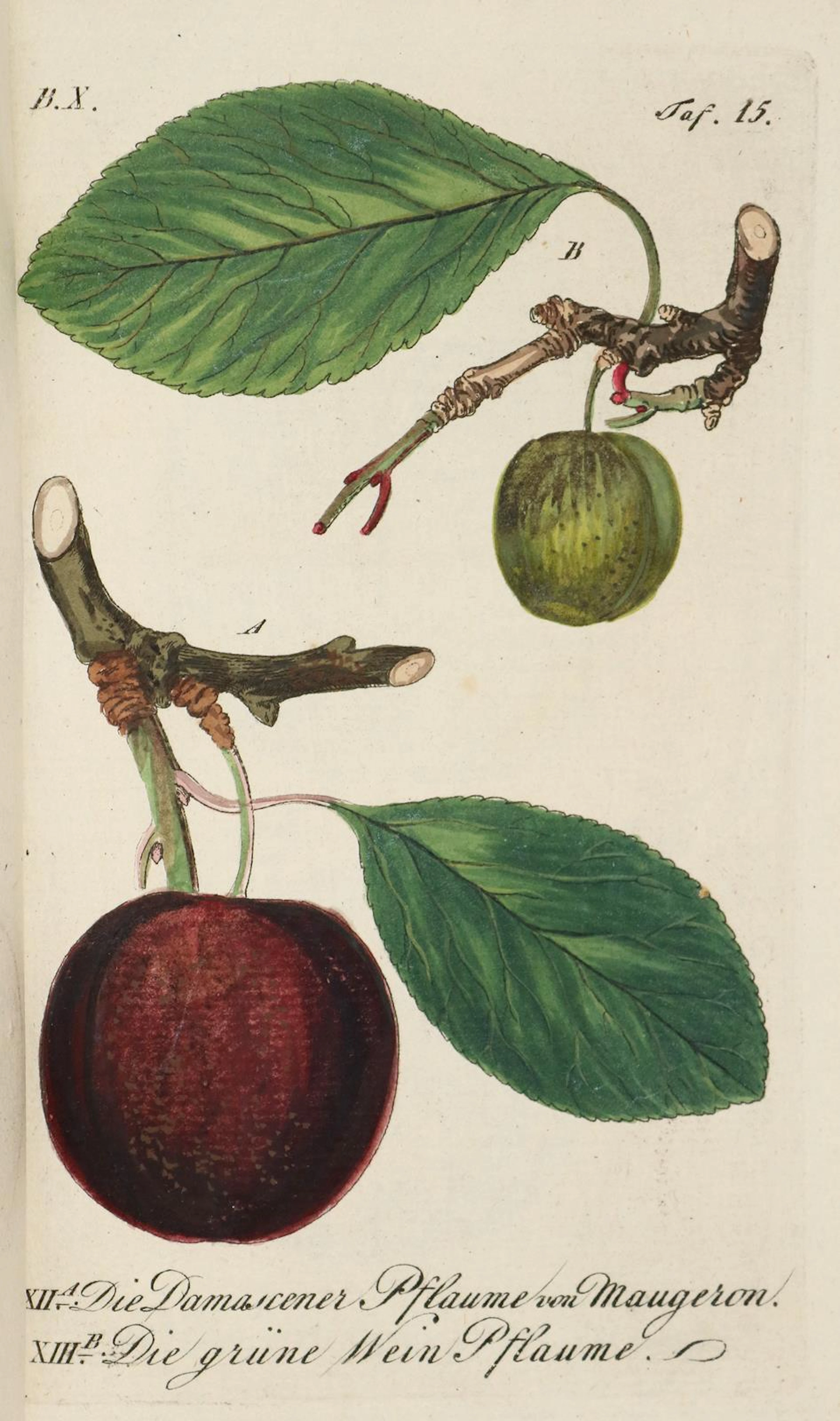 Sickler,J.V. Der teutsche Obstgärtner. Bd. 10. Weimar 1798. Mit 21