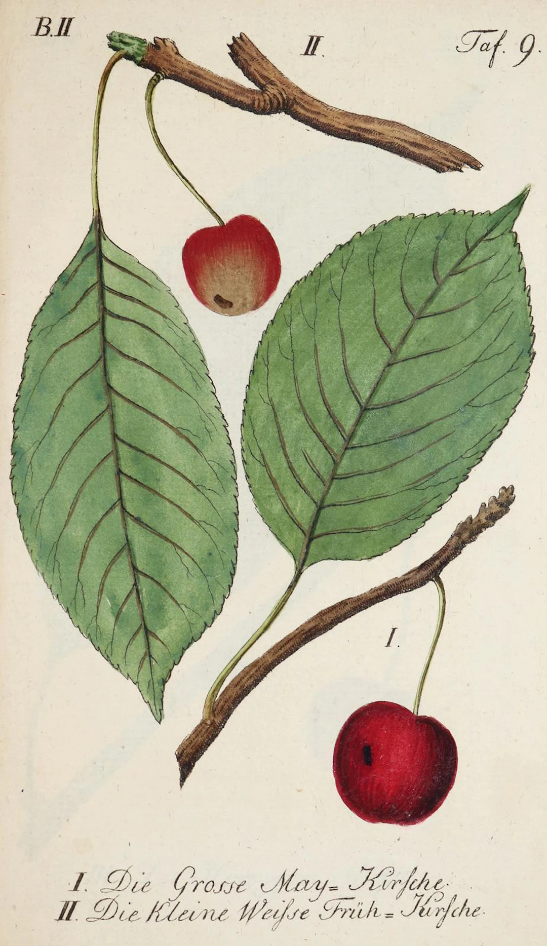 Sickler,J.V. Der teutsche Obstgärtner. Bd. 2. Weimar 1794. Mit 16