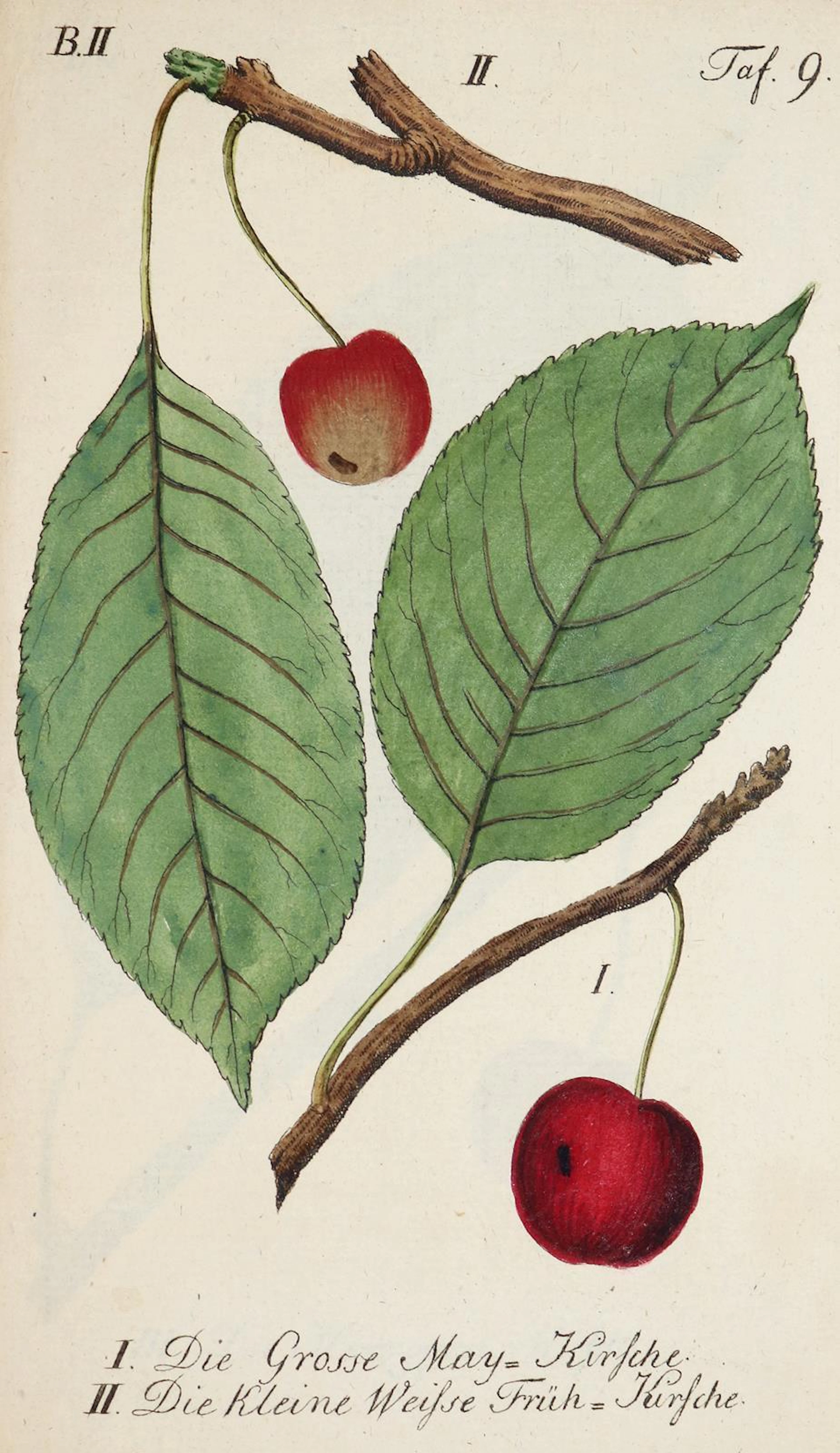 Sickler,J.V. Der teutsche Obstgärtner. Bd. 2. Weimar 1794. Mit 16