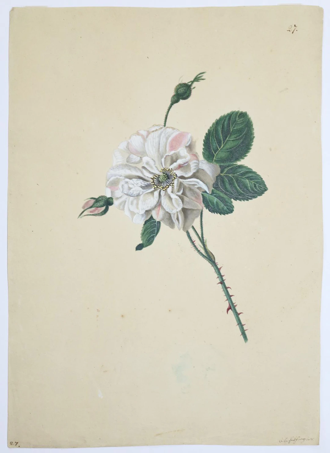 Blaschek,Franz. (1787-1868). Weiß-rosa geflammte Rose. Aquarell über
