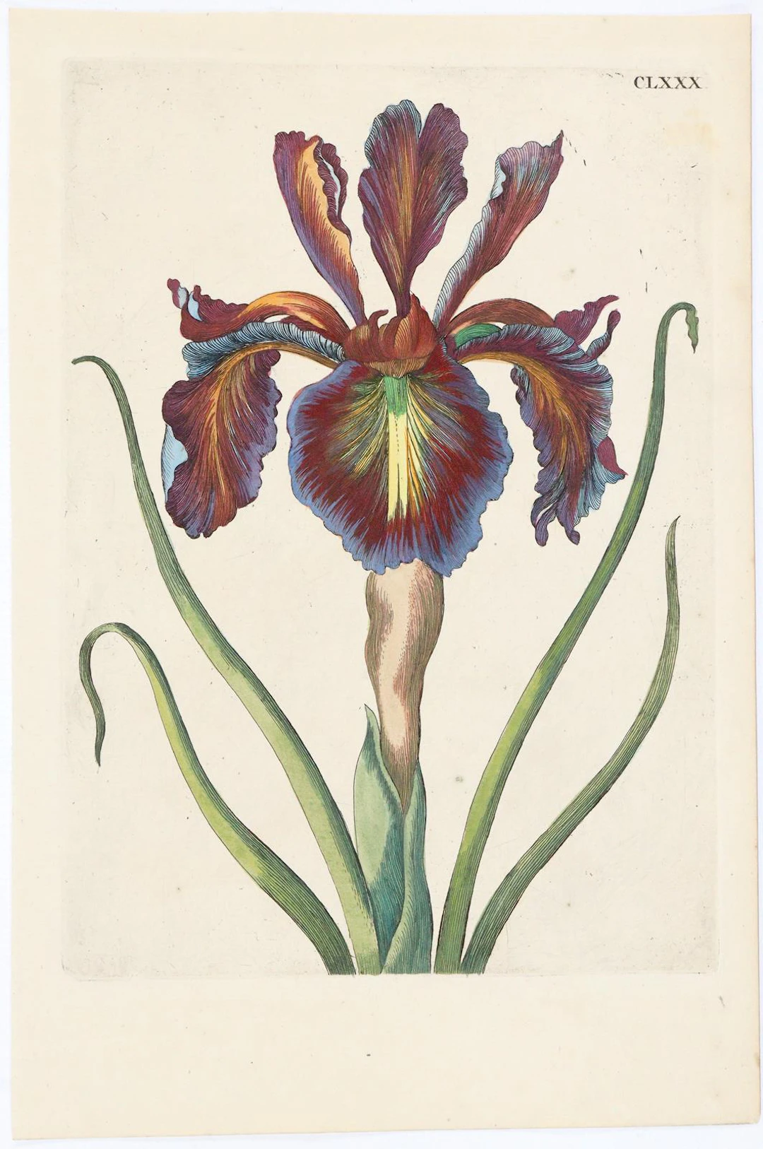 Merian, Maria Sibylla (1647 Frankfurt a.M. - Amsterdam 1717) u.a.