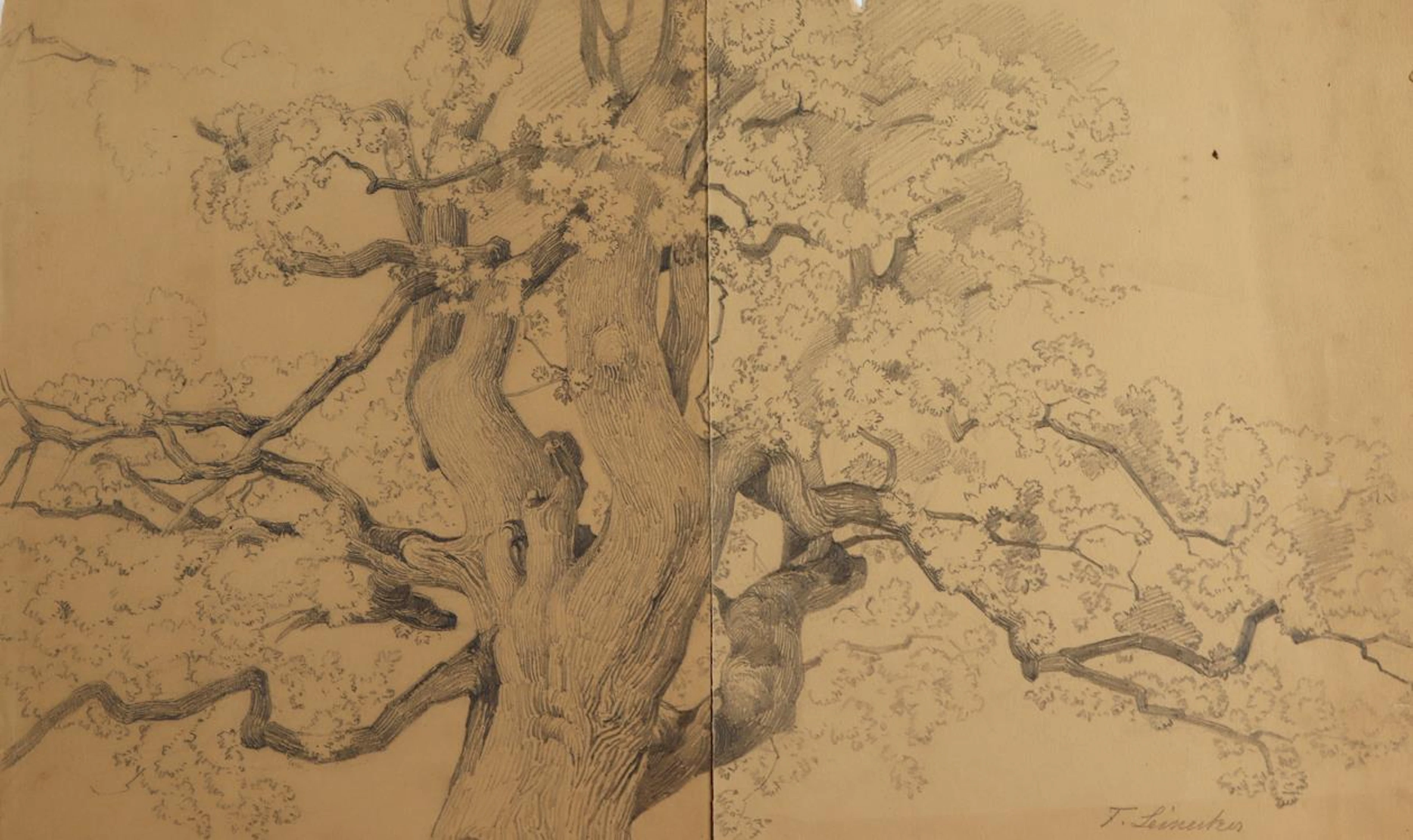 Leinecker, Franz (1825 Würzburg - München 1917). 7 Blatt. Baumstudien.