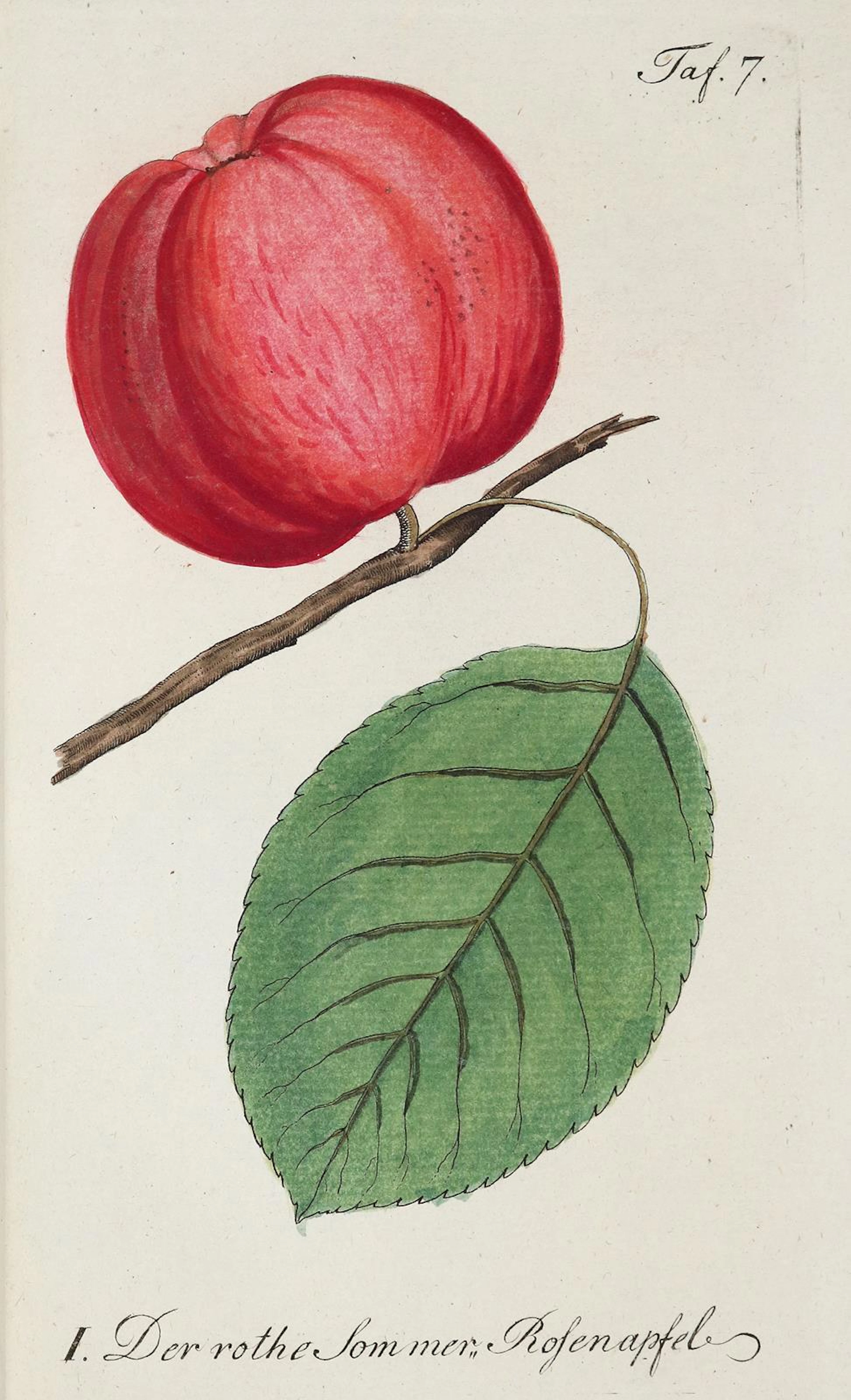 Sickler,J.V. Der teutsche Obstgärtner. Bd. 1. Weimar 1794. Mit 16
