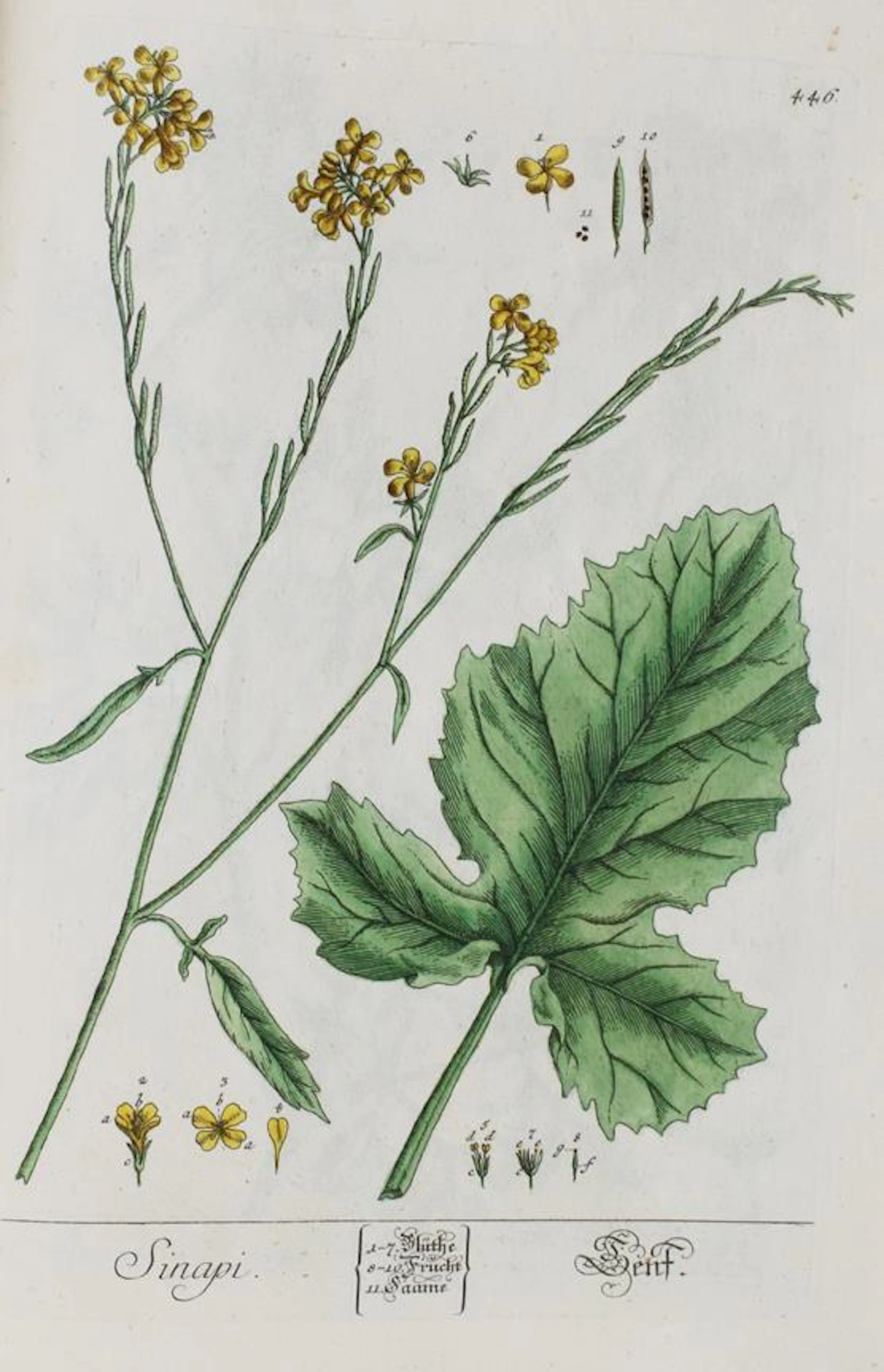 (Blackwell,E. Herbarium Blackwellianum emendatum et auctum