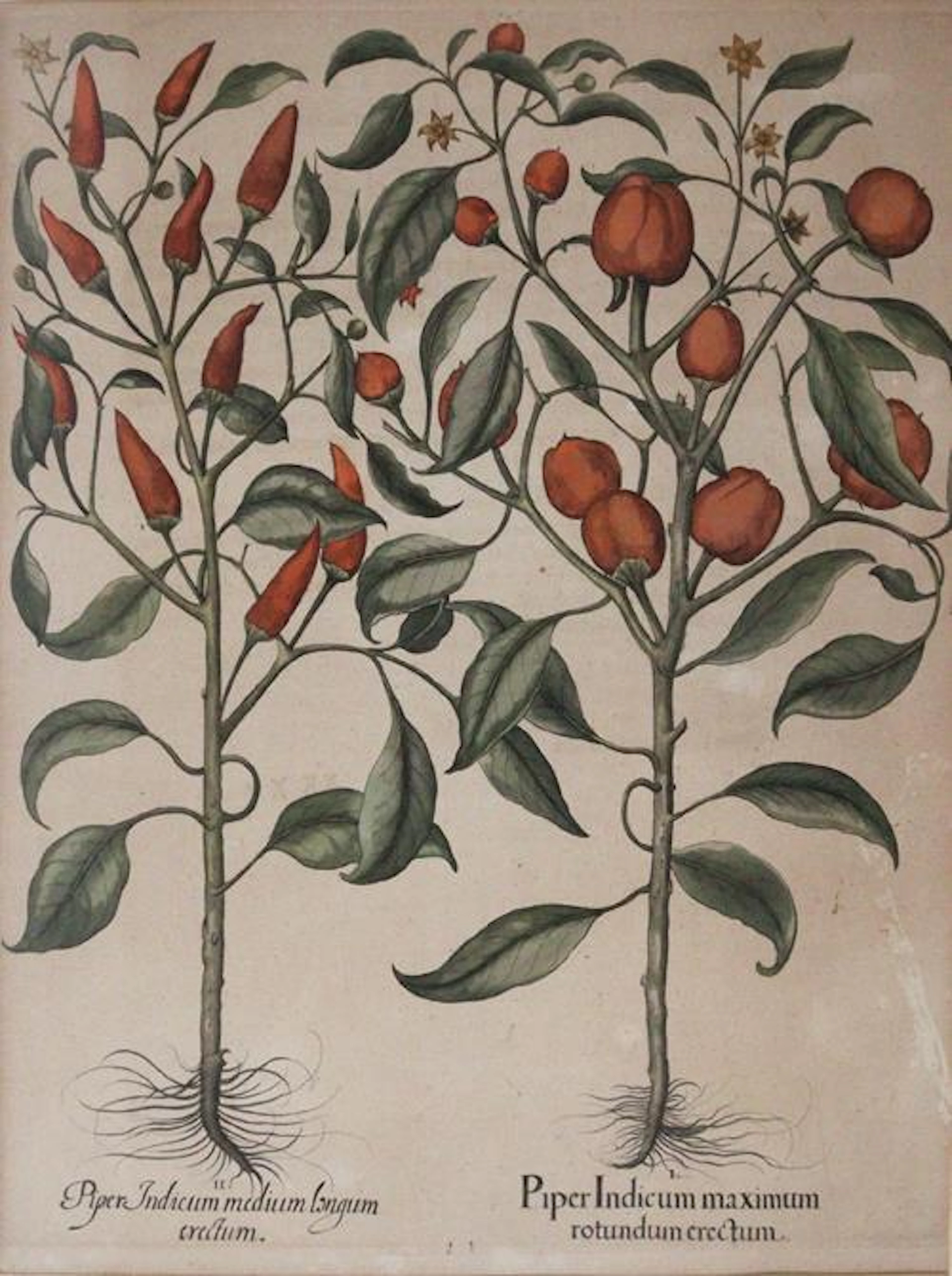 Besler, Basilius (1561 Nürnberg 1629). 2 Bll. Kolor. Kupferstiche